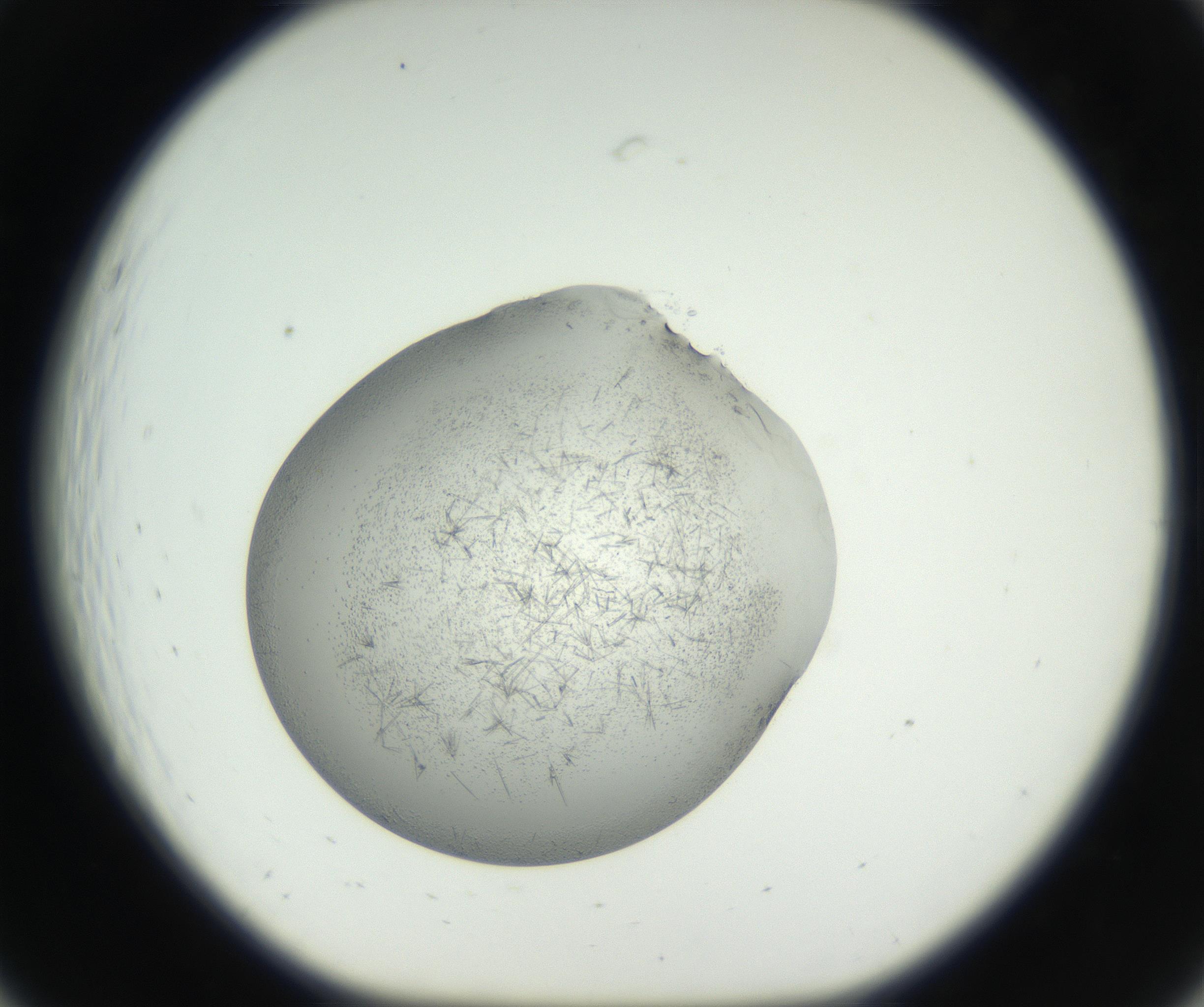 RI01_03_000_0212_Proj1_Clon1_MC_0000MC102642_004_160816_07_02_01_00_99_002_001_RAI.jpg