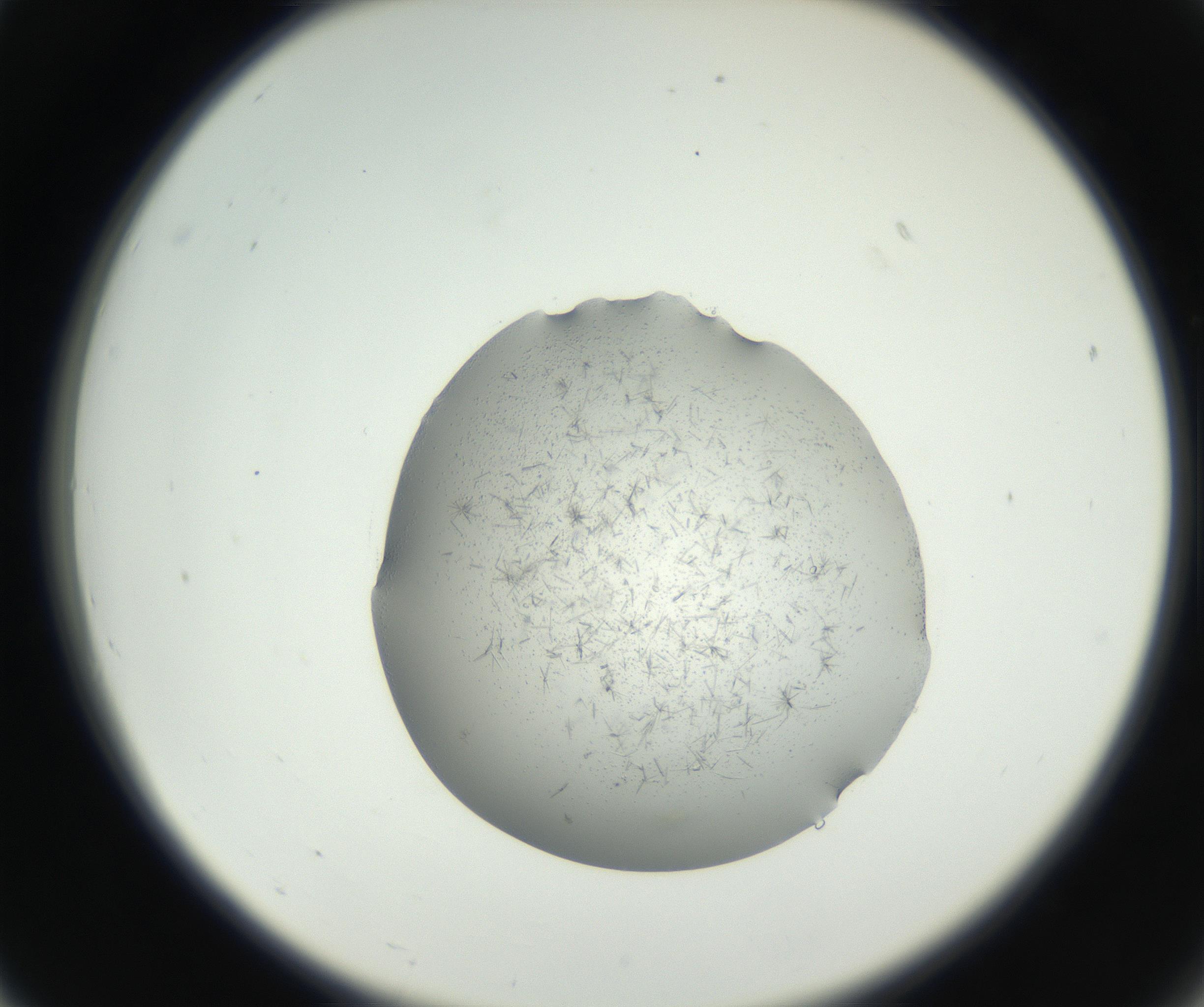 RI01_03_000_0212_Proj1_Clon1_MC_0000MC102642_004_160816_07_02_02_00_99_002_001_RAI.jpg