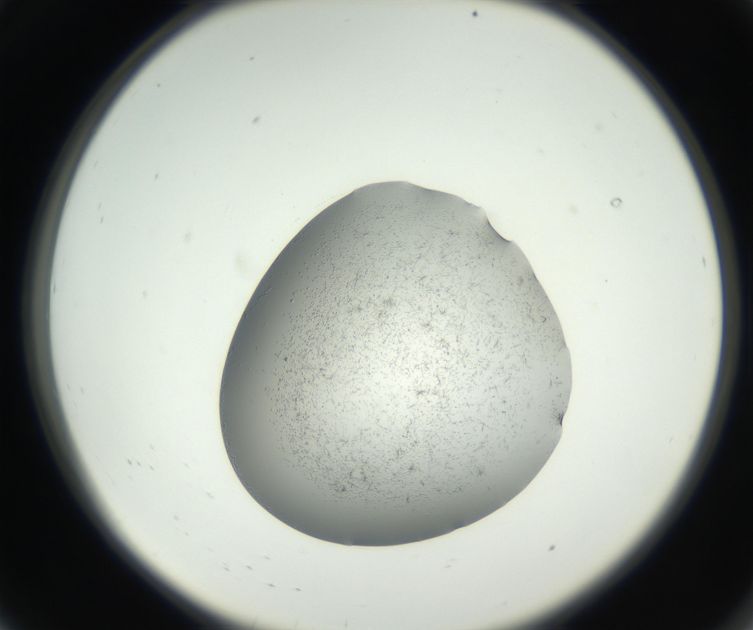RI01_03_000_0212_Proj1_Clon1_MC_0000MC102642_004_160816_08_01_02_00_99_002_001_RAI.jpg