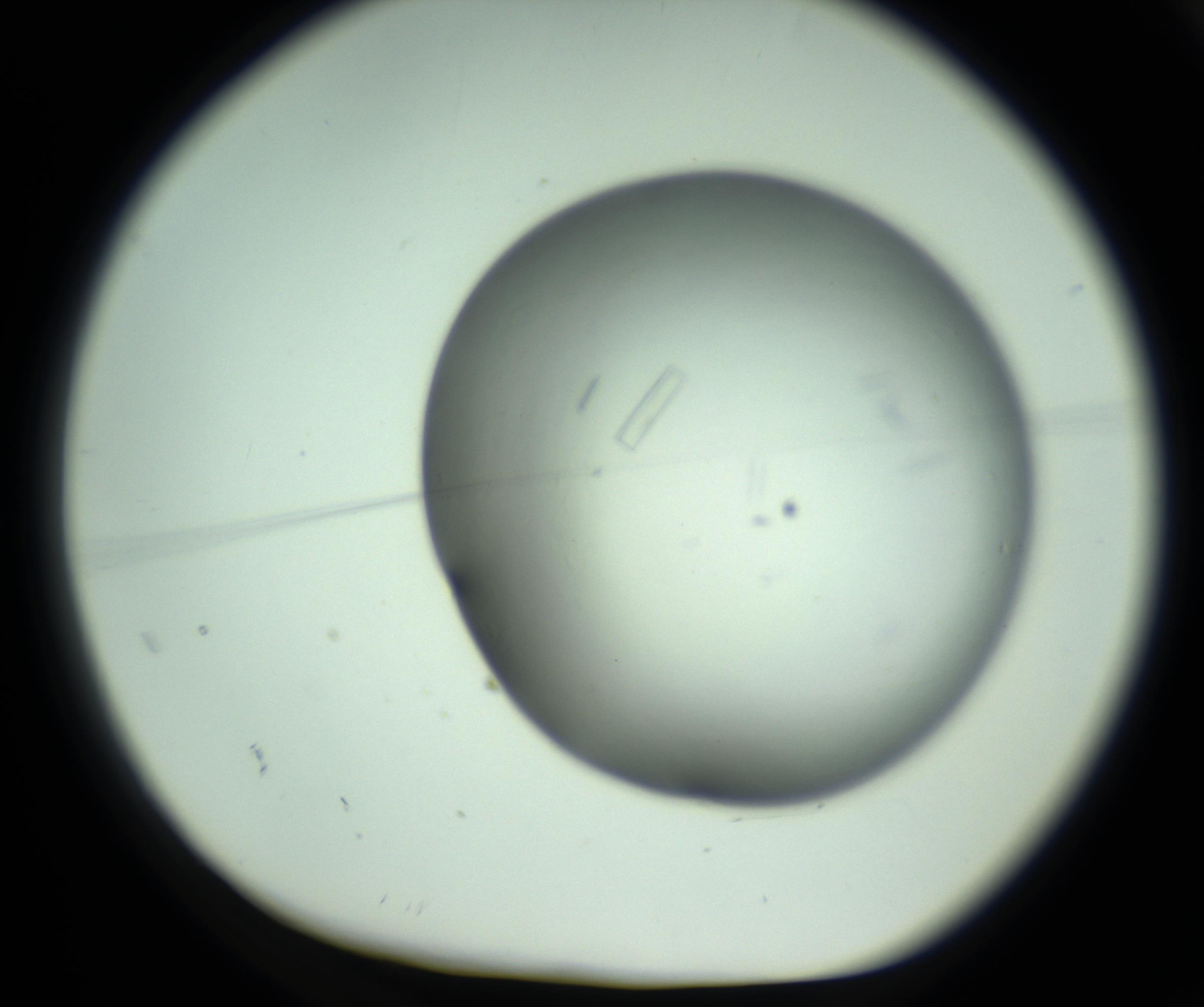 RI01_03_000_0212_Proj1_Clon1_MC_0000MC102643_012_161014_02_01_01_00_98_002_001_RAI.jpg