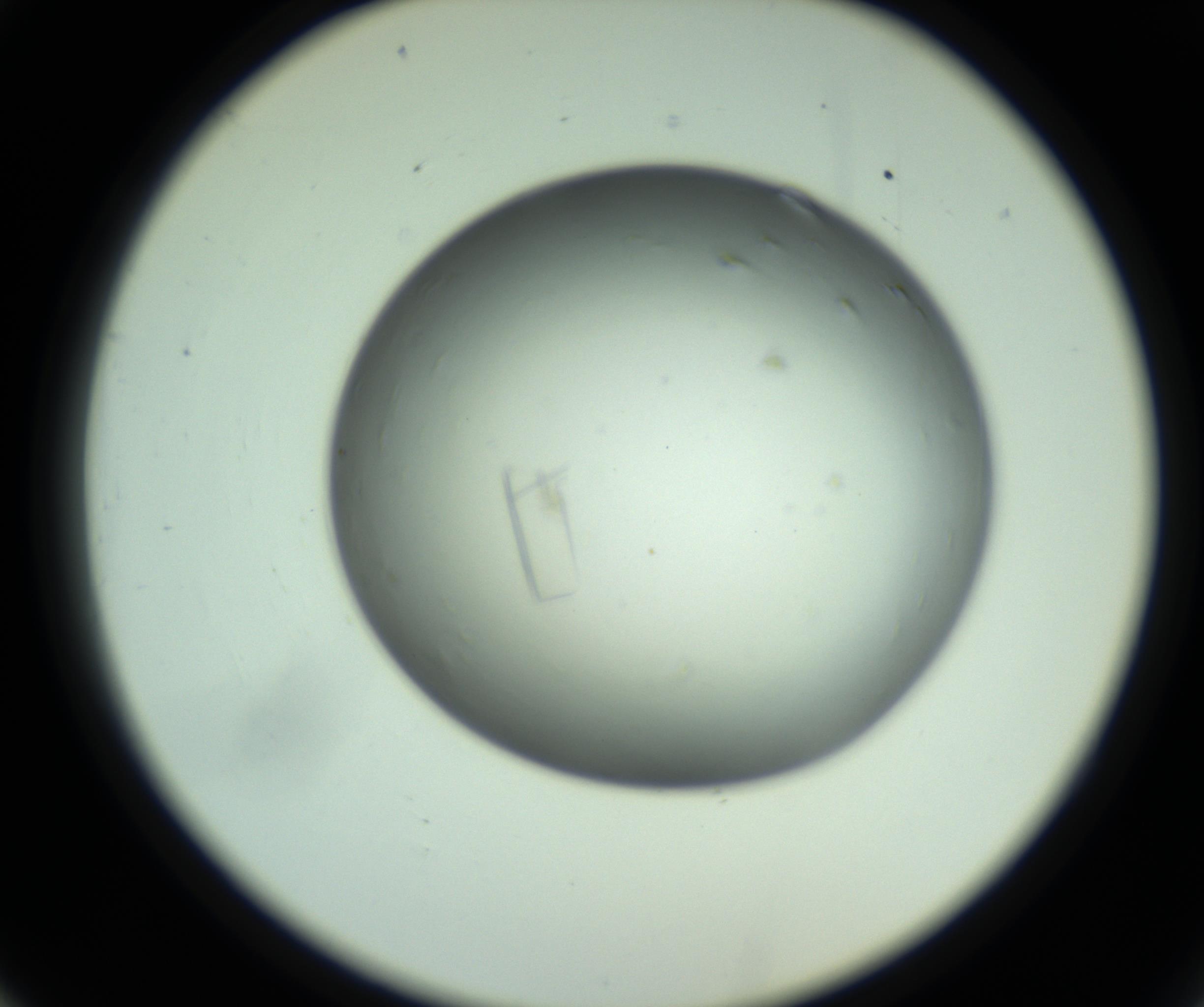 RI01_03_000_0212_Proj1_Clon1_MC_0000MC102643_012_161014_02_03_02_00_98_002_001_RAI.jpg