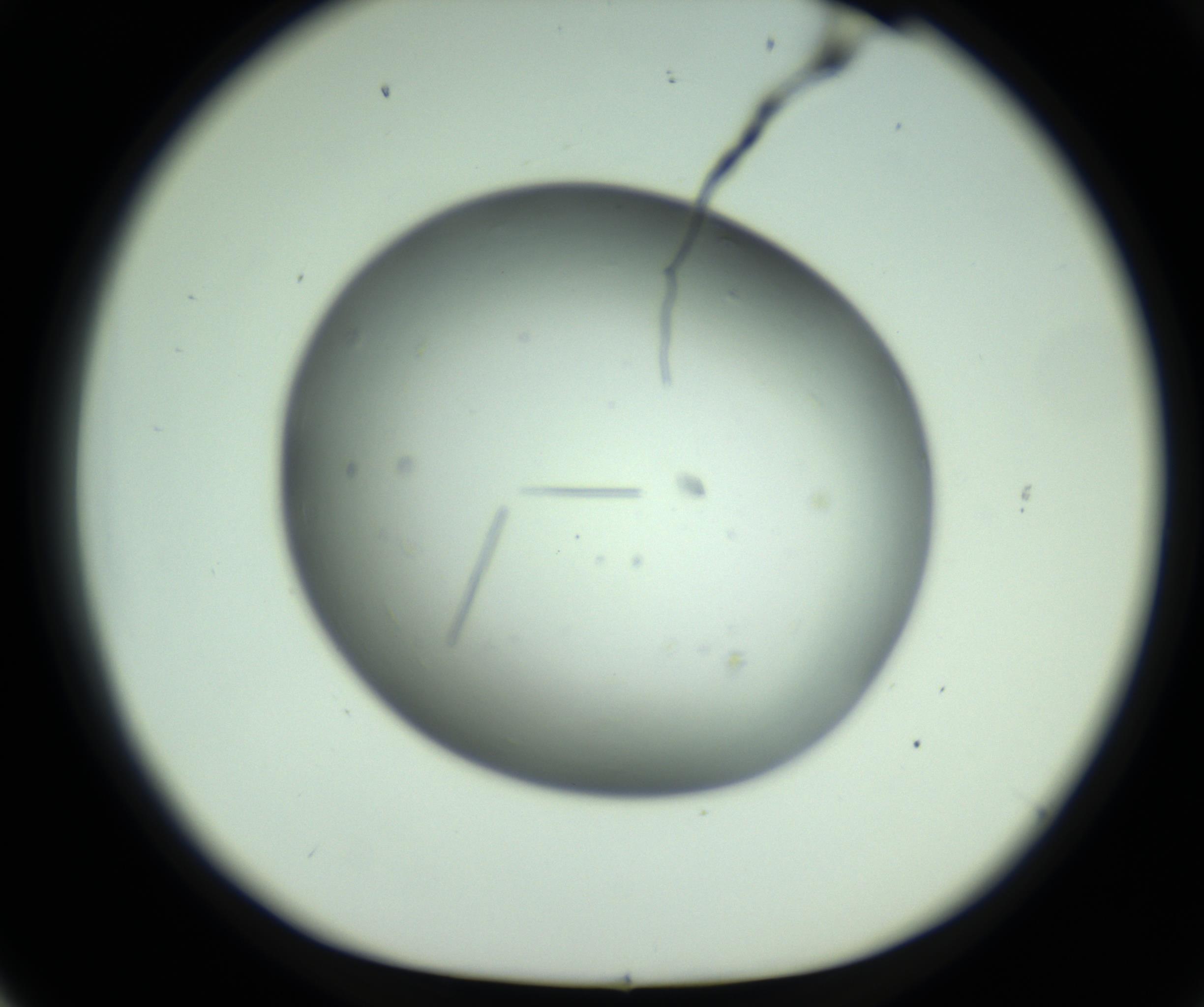 RI01_03_000_0212_Proj1_Clon1_MC_0000MC102643_012_161014_02_06_01_00_98_002_001_RAI.jpg