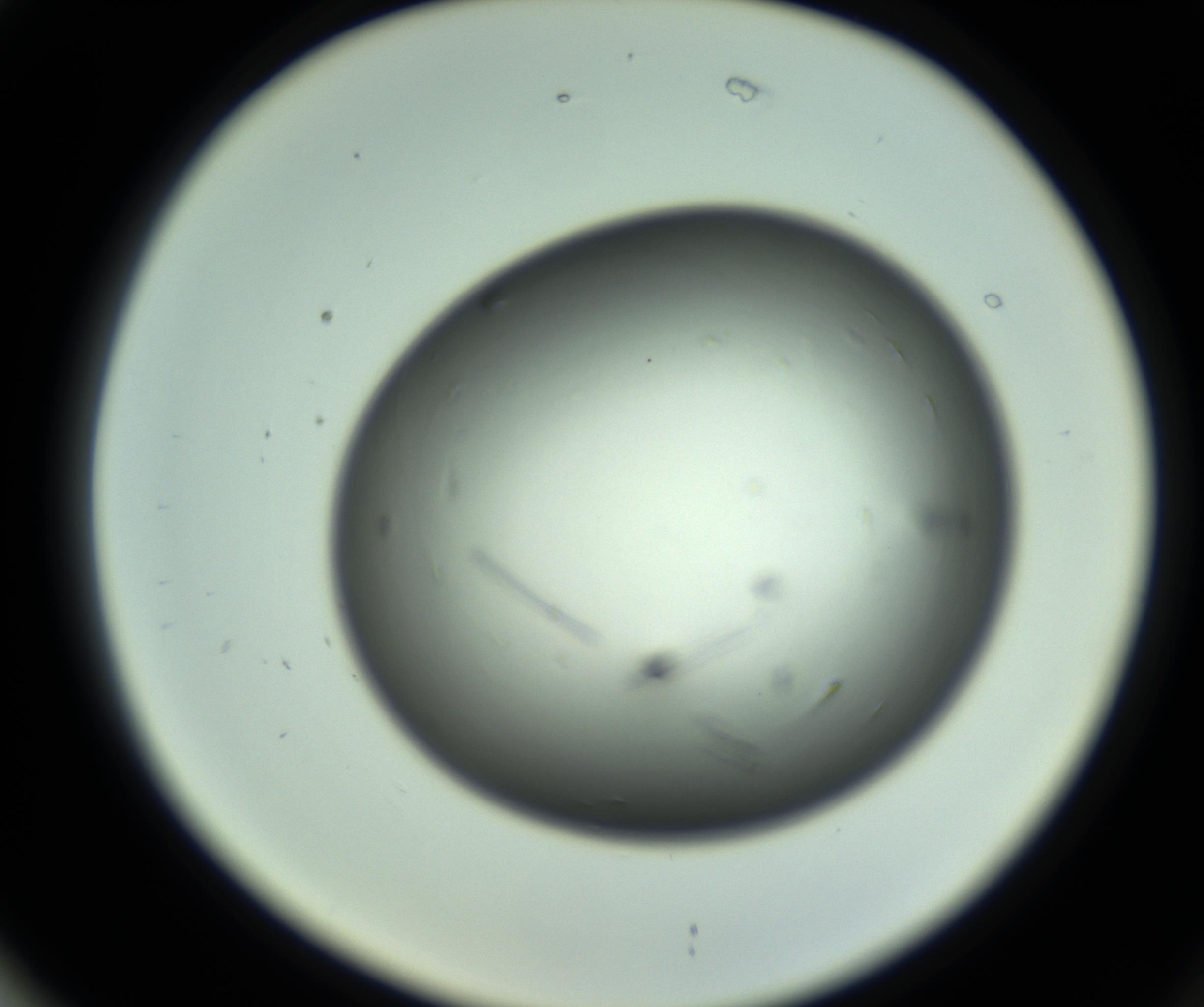 RI01_03_000_0212_Proj1_Clon1_MC_0000MC102643_012_161014_02_07_02_00_98_002_001_RAI.jpg