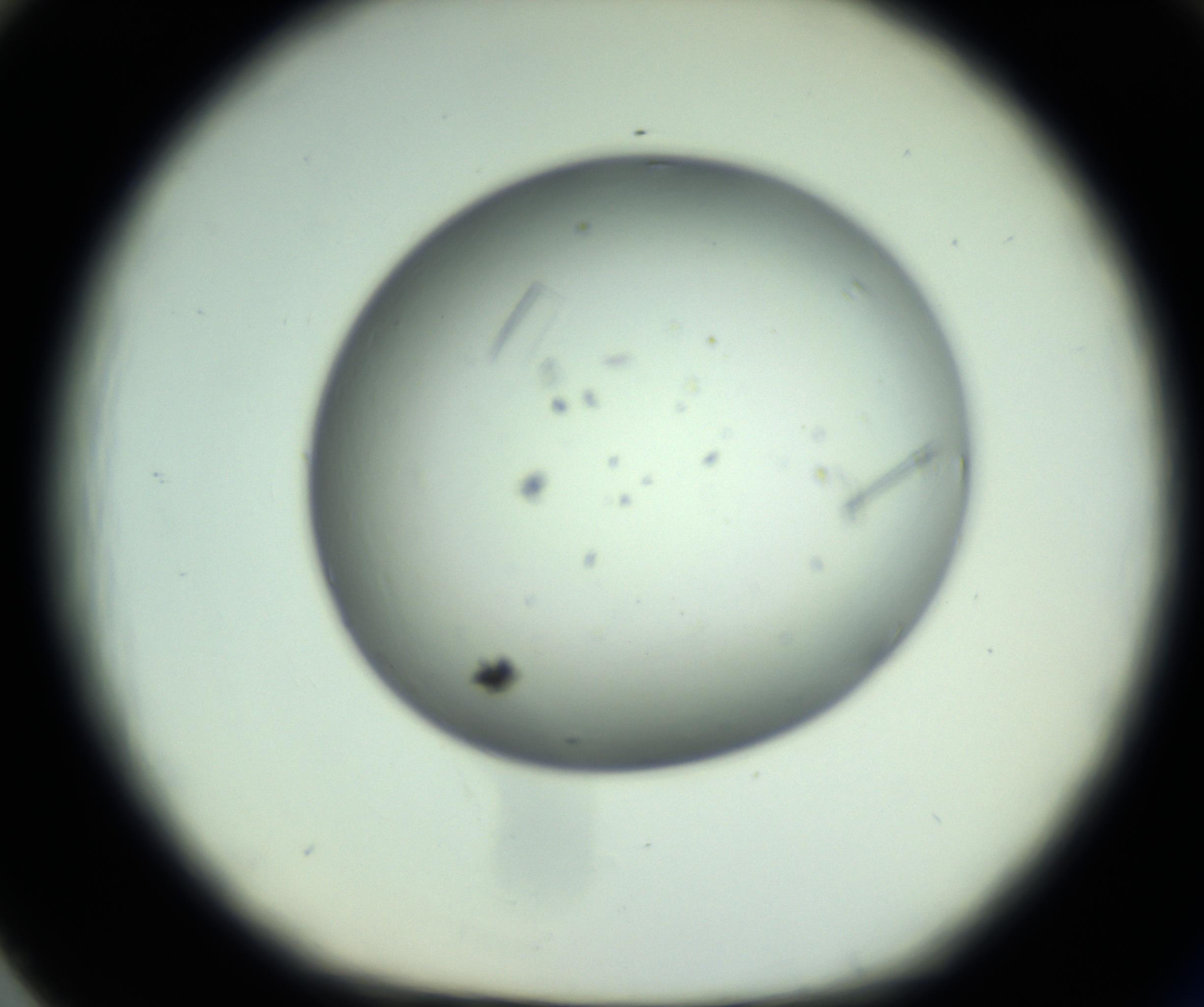 RI01_03_000_0212_Proj1_Clon1_MC_0000MC102643_012_161014_02_08_01_00_98_002_001_RAI.jpg