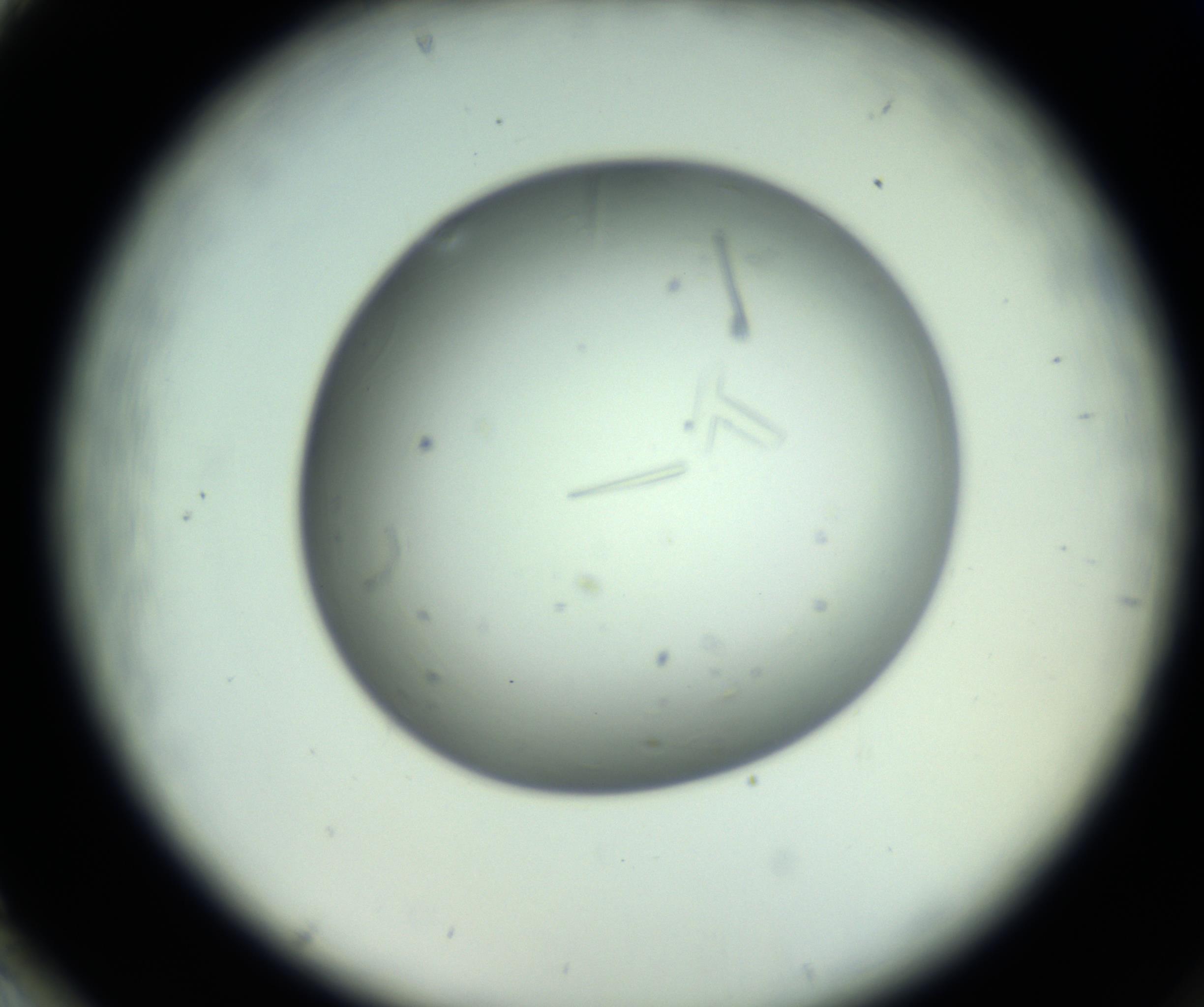 RI01_03_000_0212_Proj1_Clon1_MC_0000MC102643_012_161014_02_08_02_00_98_002_001_RAI.jpg