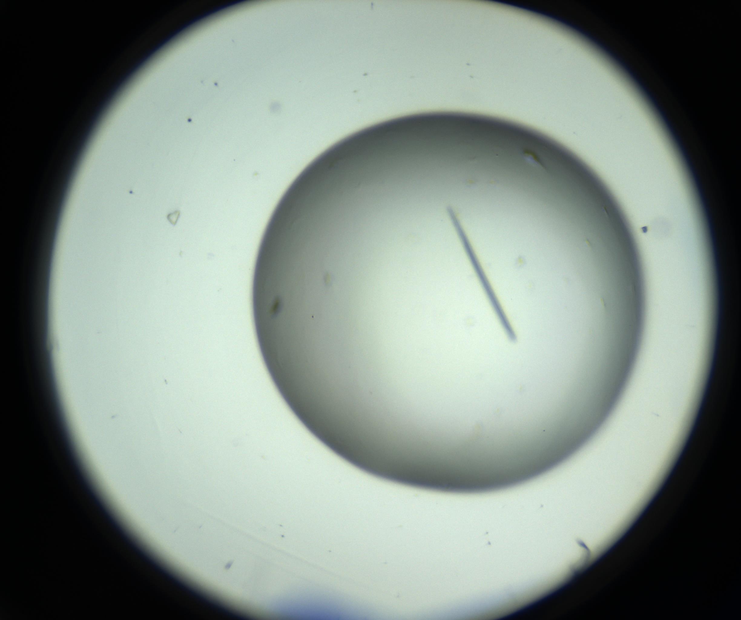 RI01_03_000_0212_Proj1_Clon1_MC_0000MC102643_012_161014_03_01_02_00_98_002_001_RAI.jpg