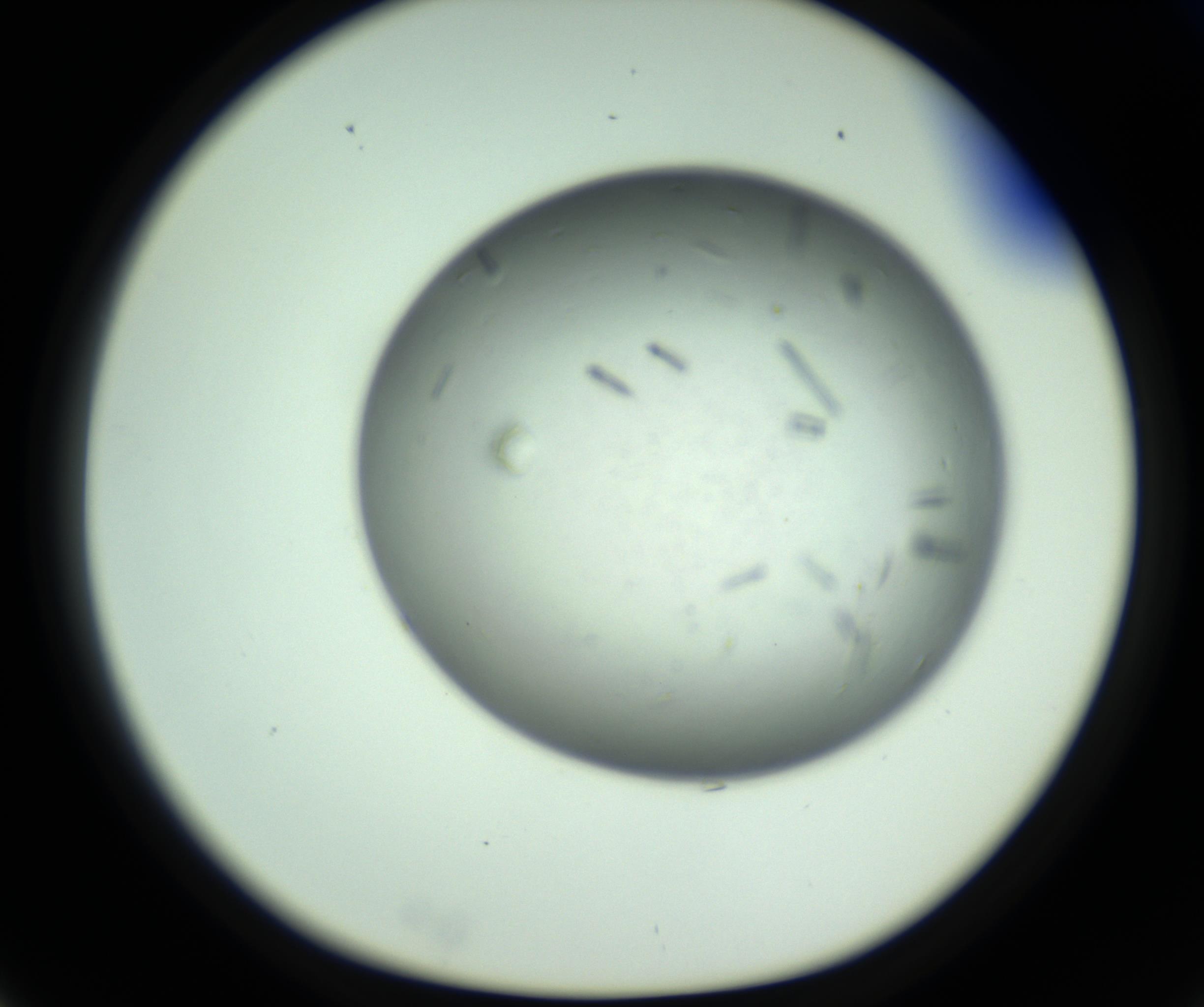 RI01_03_000_0212_Proj1_Clon1_MC_0000MC102643_012_161014_03_02_01_00_98_002_001_RAI.jpg
