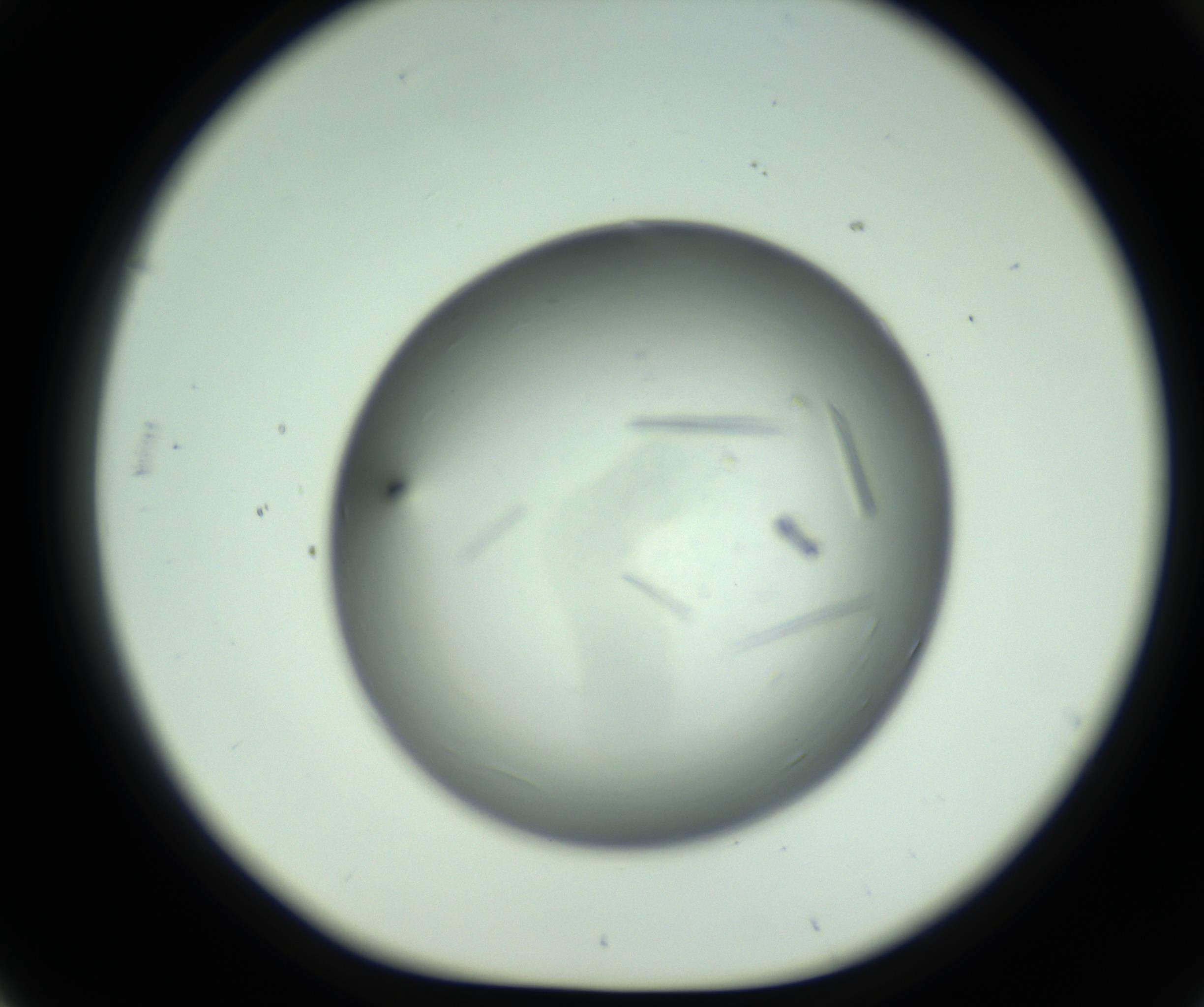 RI01_03_000_0212_Proj1_Clon1_MC_0000MC102643_012_161014_03_05_01_00_98_002_001_RAI.jpg