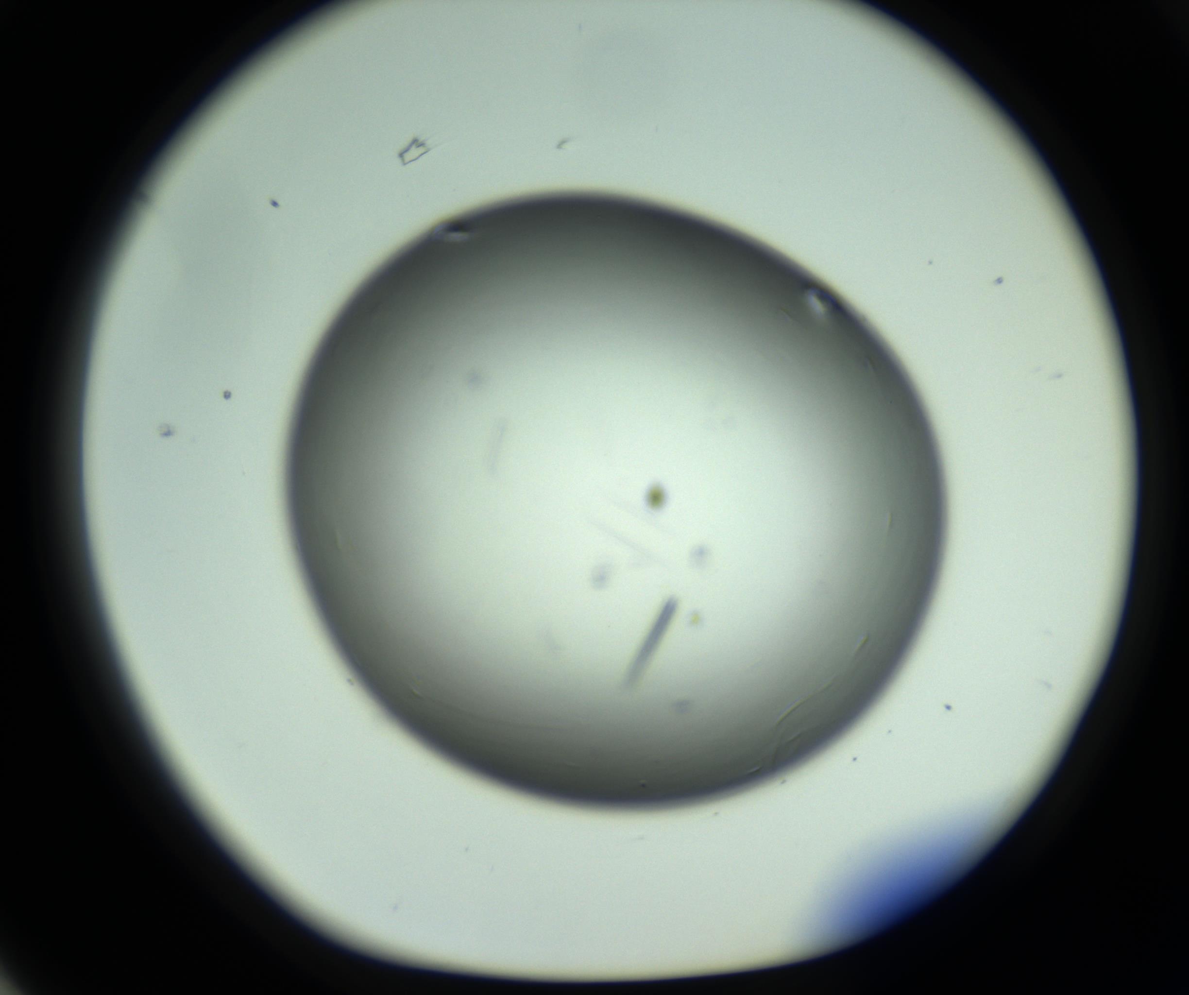 RI01_03_000_0212_Proj1_Clon1_MC_0000MC102643_012_161014_03_06_01_00_98_002_001_RAI.jpg
