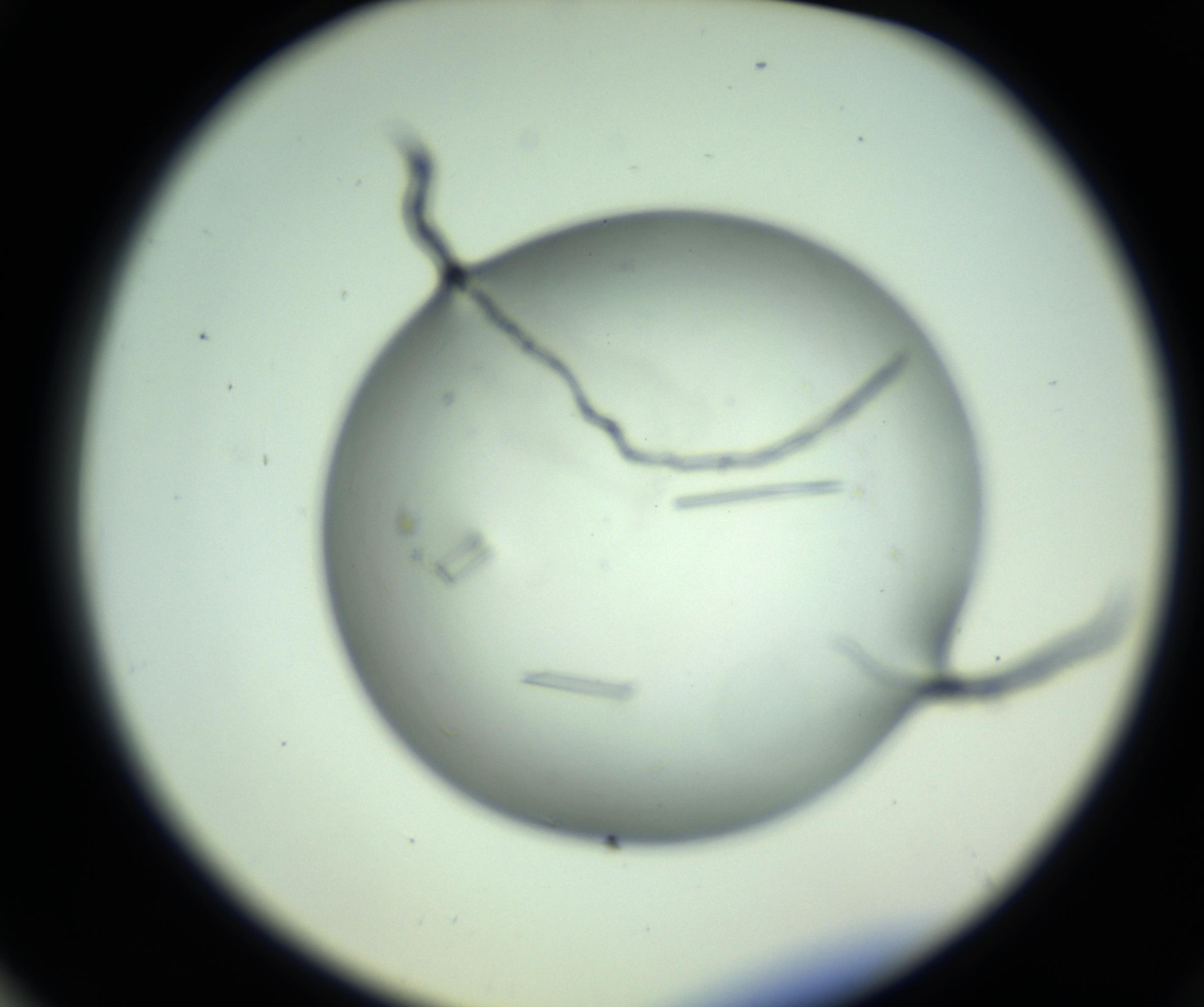 RI01_03_000_0212_Proj1_Clon1_MC_0000MC102643_012_161014_03_07_02_00_98_002_001_RAI.jpg