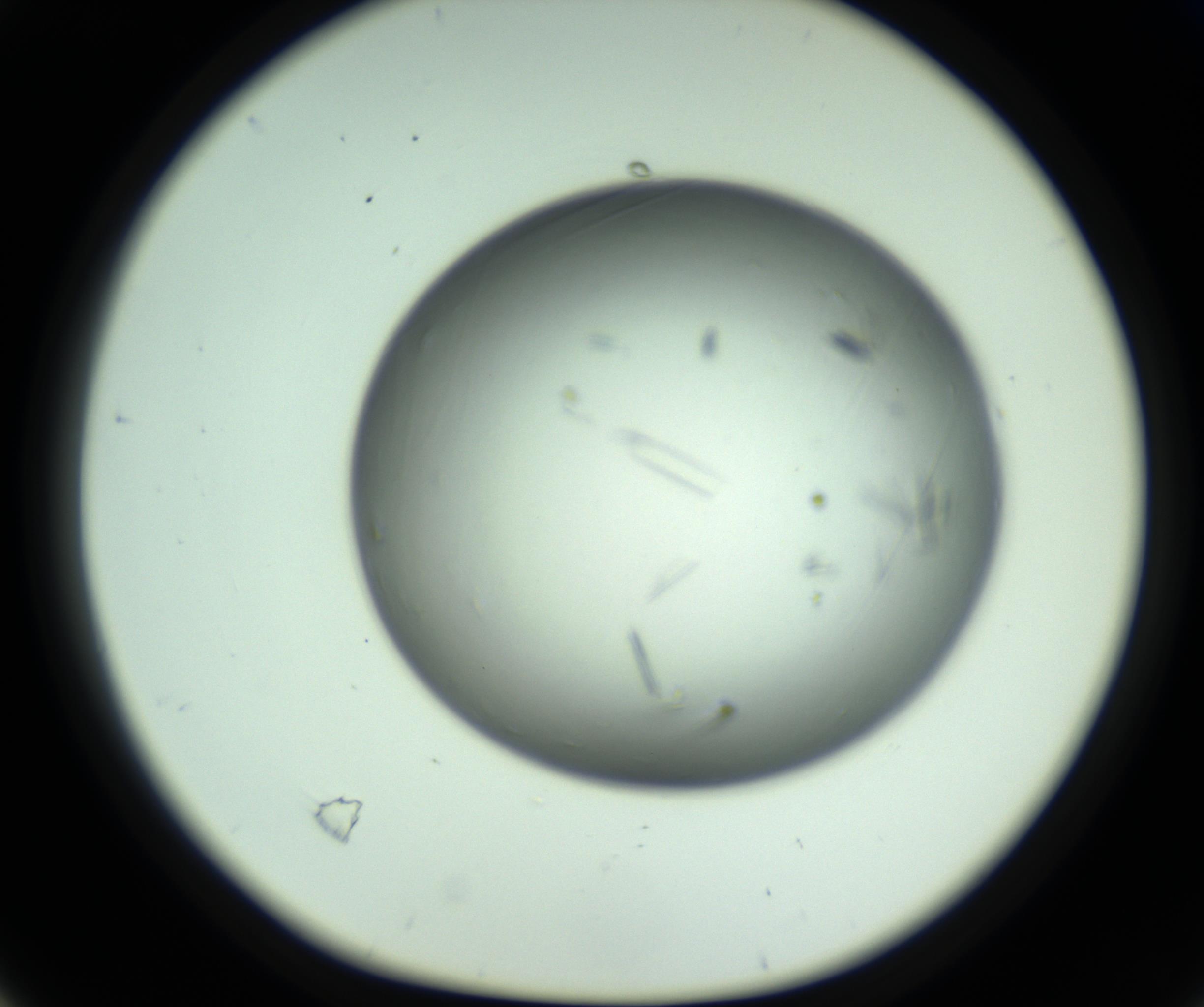 RI01_03_000_0212_Proj1_Clon1_MC_0000MC102643_012_161014_04_02_01_00_98_002_001_RAI.jpg