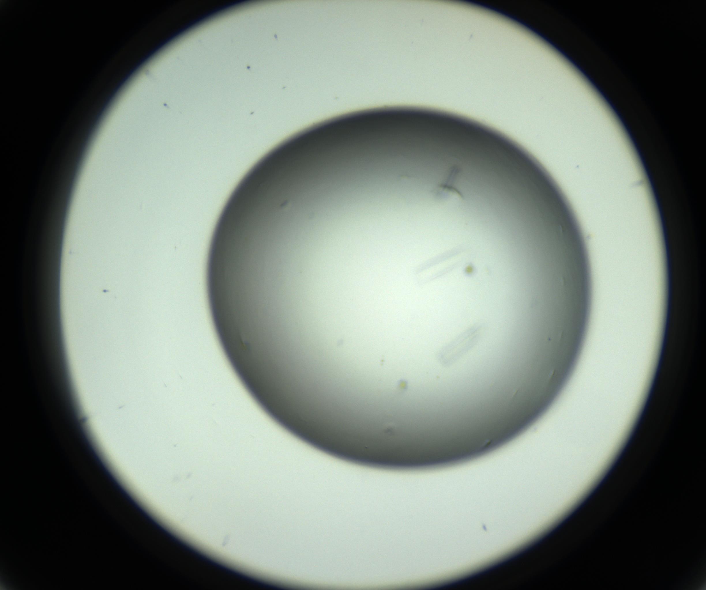 RI01_03_000_0212_Proj1_Clon1_MC_0000MC102643_012_161014_04_02_02_00_98_002_001_RAI.jpg