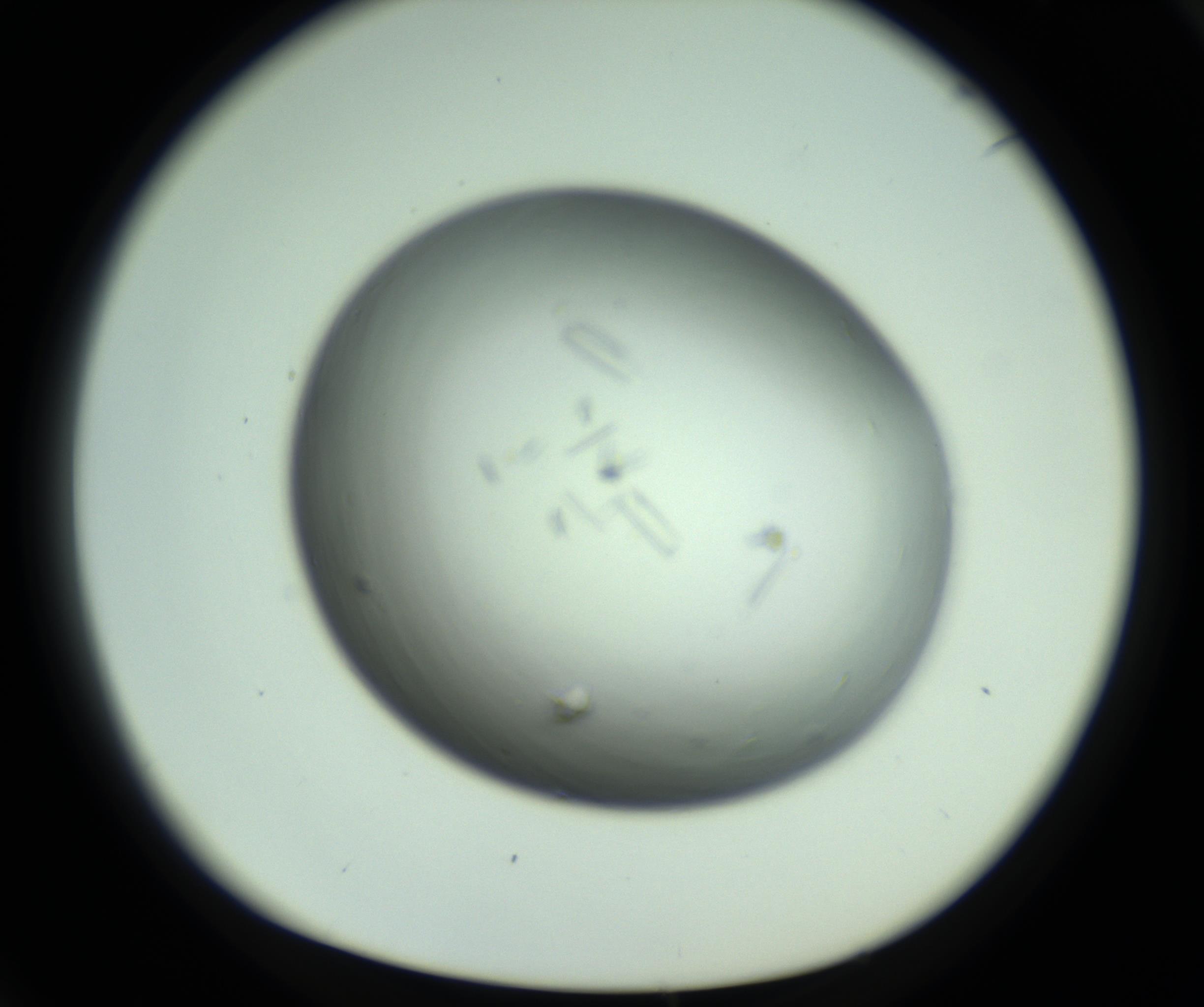 RI01_03_000_0212_Proj1_Clon1_MC_0000MC102643_012_161014_04_06_01_00_98_002_001_RAI.jpg