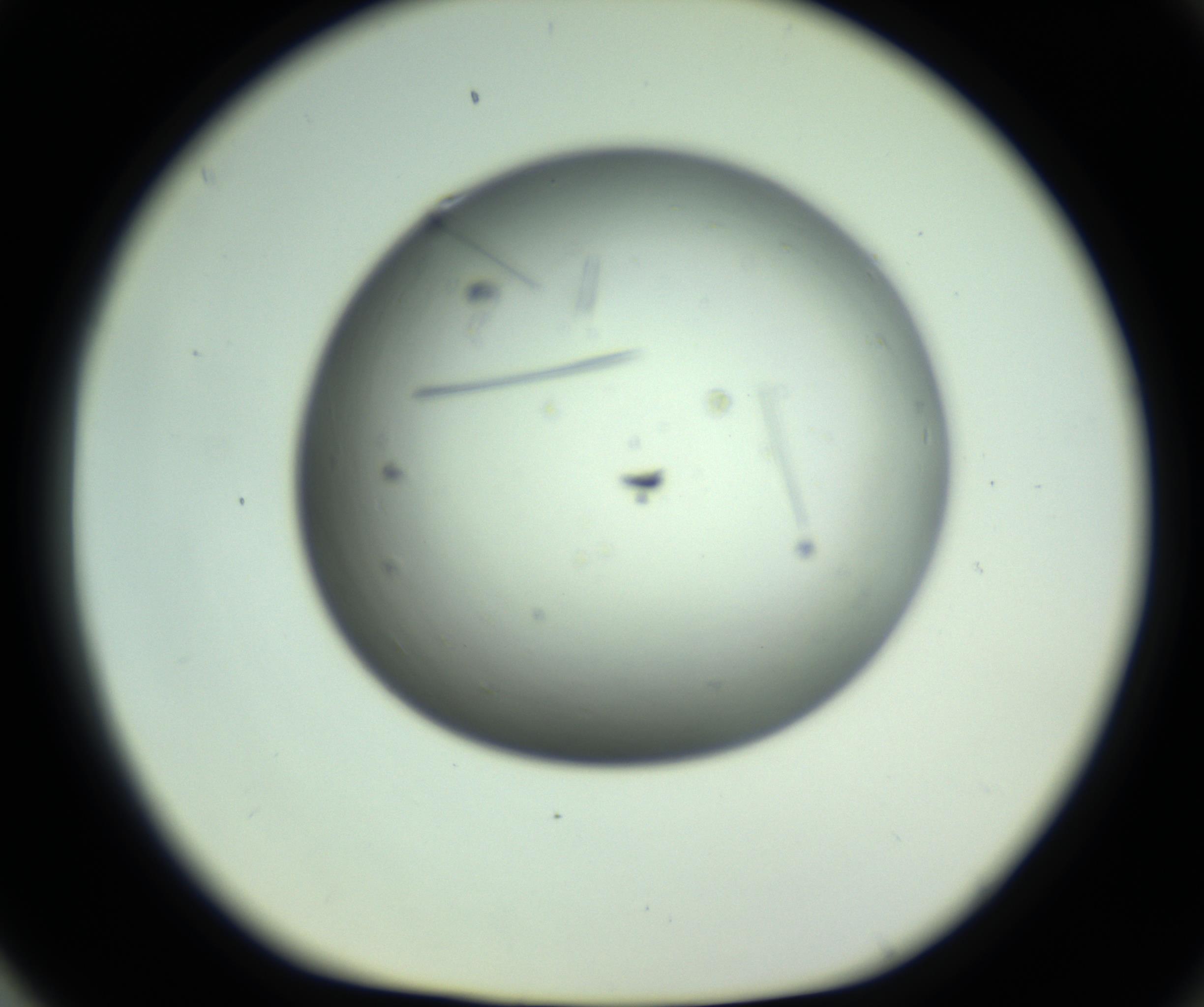 RI01_03_000_0212_Proj1_Clon1_MC_0000MC102643_012_161014_04_08_01_00_98_002_001_RAI.jpg