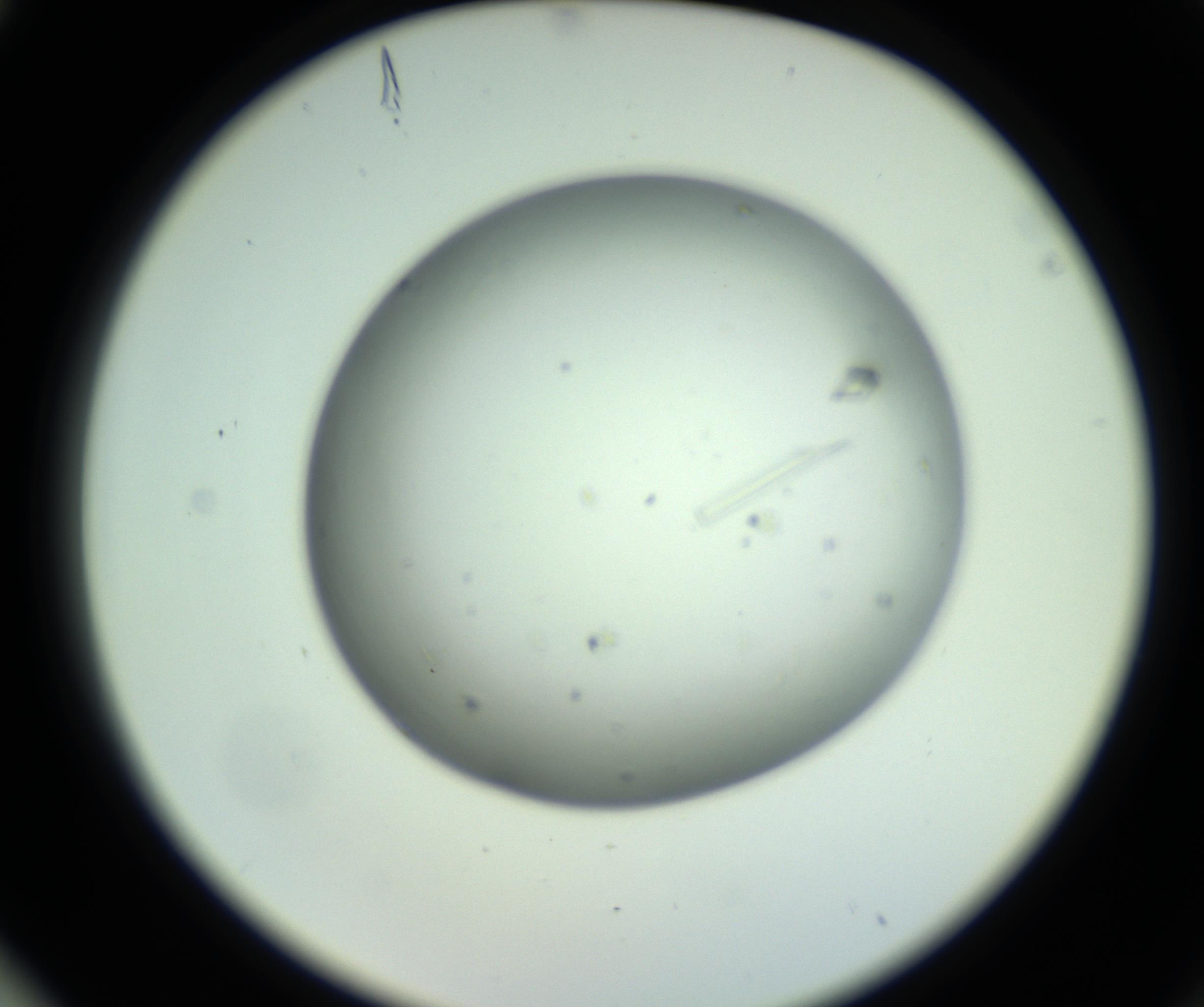 RI01_03_000_0212_Proj1_Clon1_MC_0000MC102643_012_161014_04_08_02_00_98_002_001_RAI.jpg