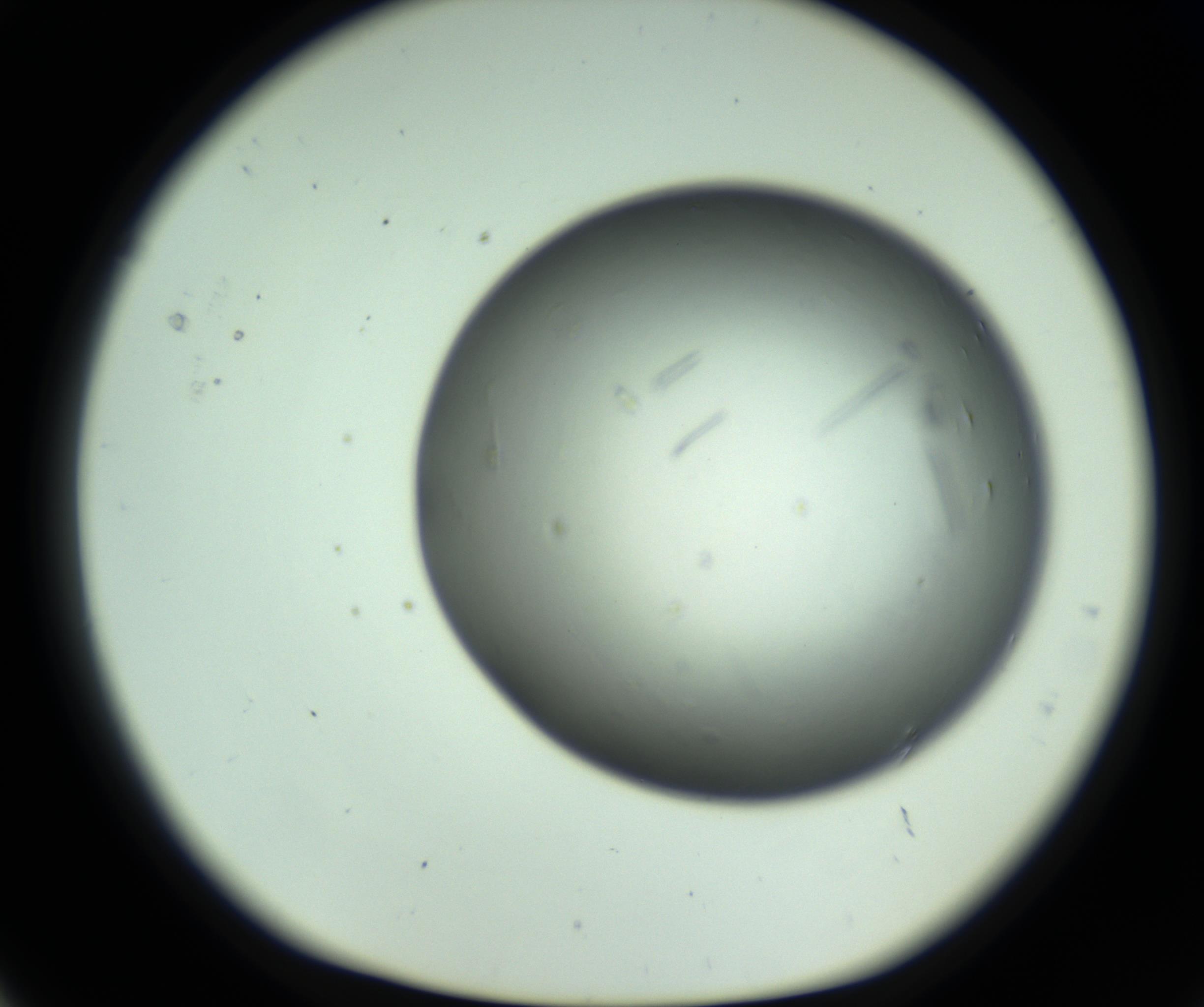 RI01_03_000_0212_Proj1_Clon1_MC_0000MC102643_012_161014_05_01_01_00_98_002_001_RAI.jpg