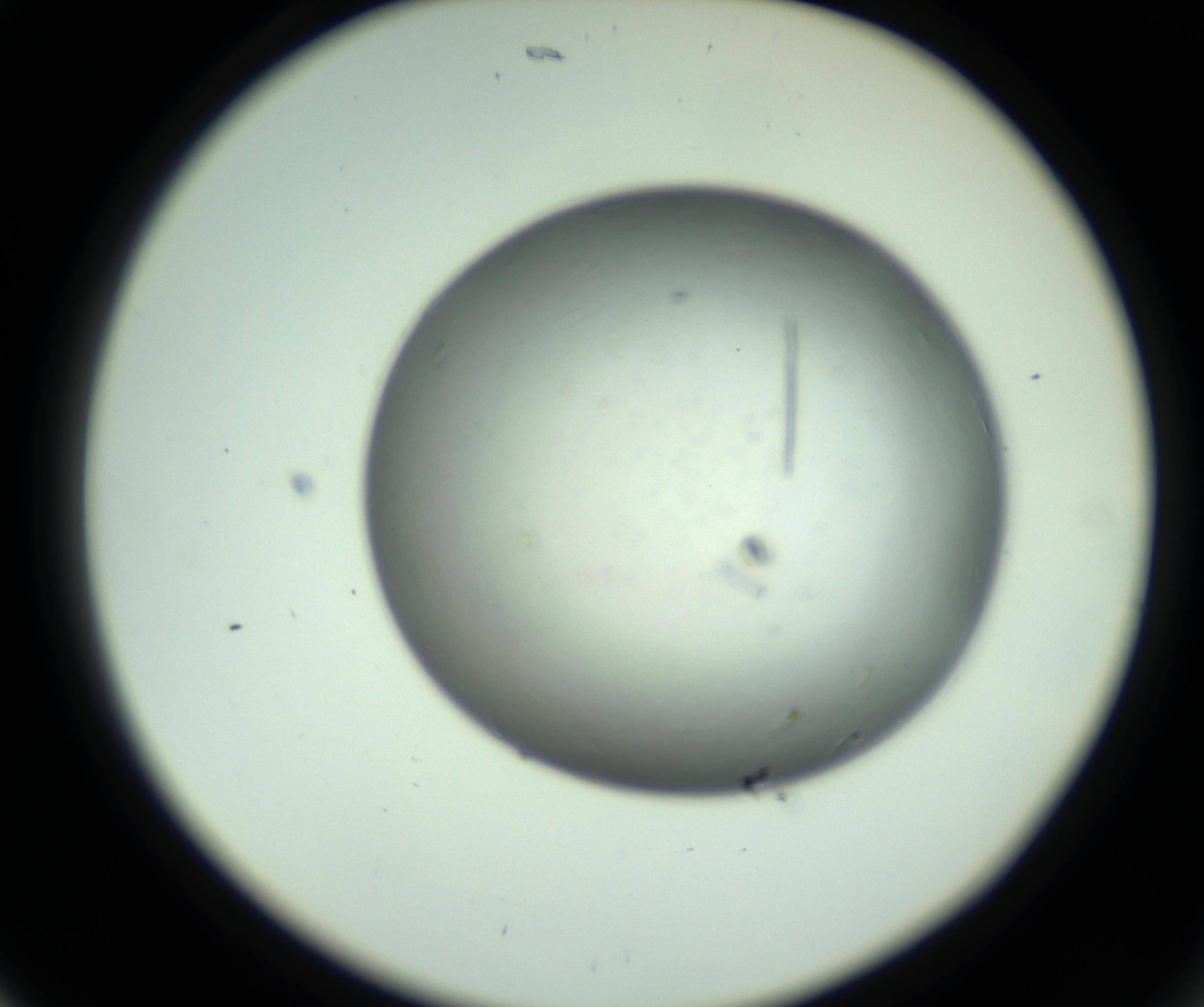 RI01_03_000_0212_Proj1_Clon1_MC_0000MC102643_012_161014_05_02_02_00_98_002_001_RAI.jpg