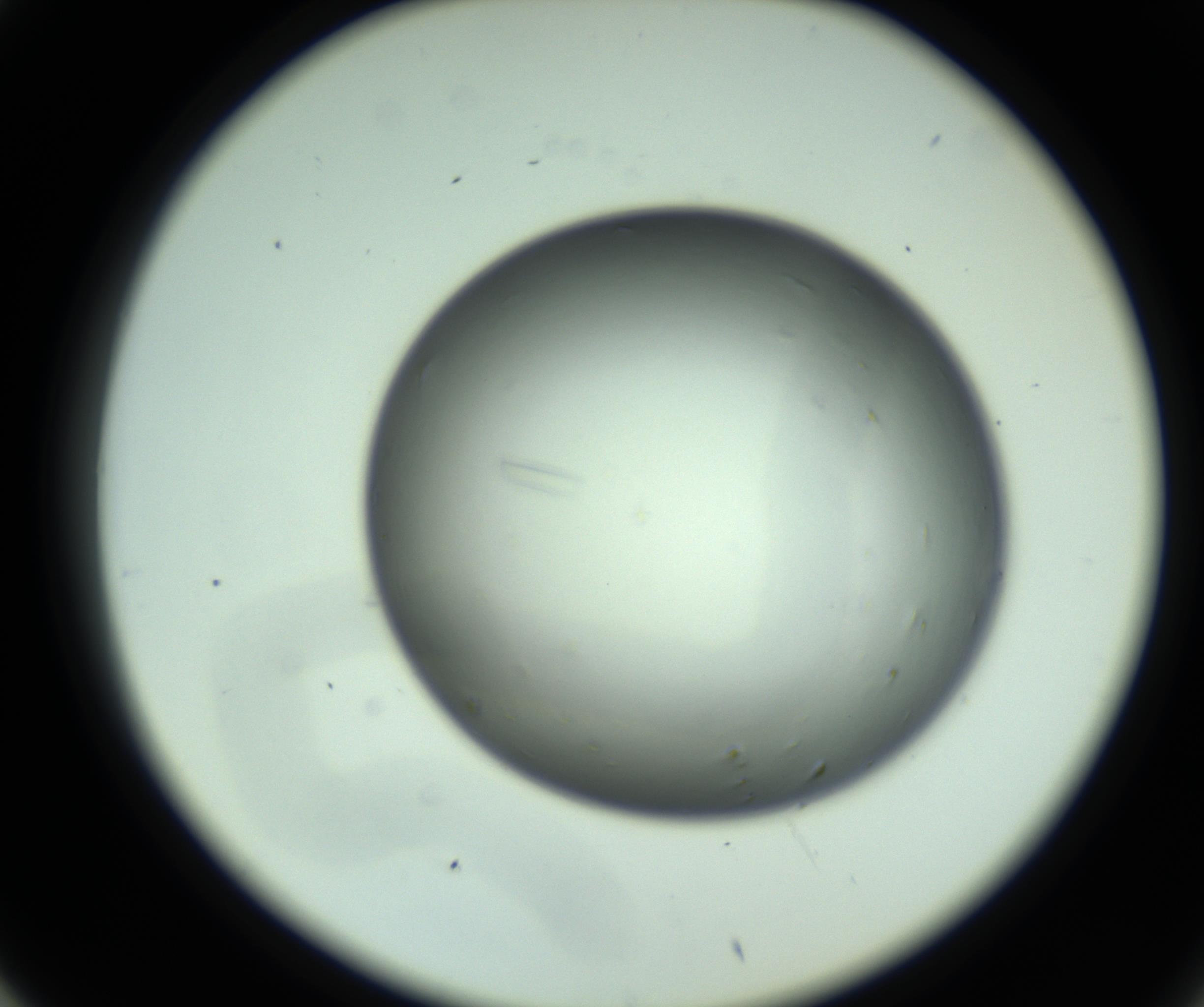 RI01_03_000_0212_Proj1_Clon1_MC_0000MC102643_012_161014_05_04_02_00_98_002_001_RAI.jpg