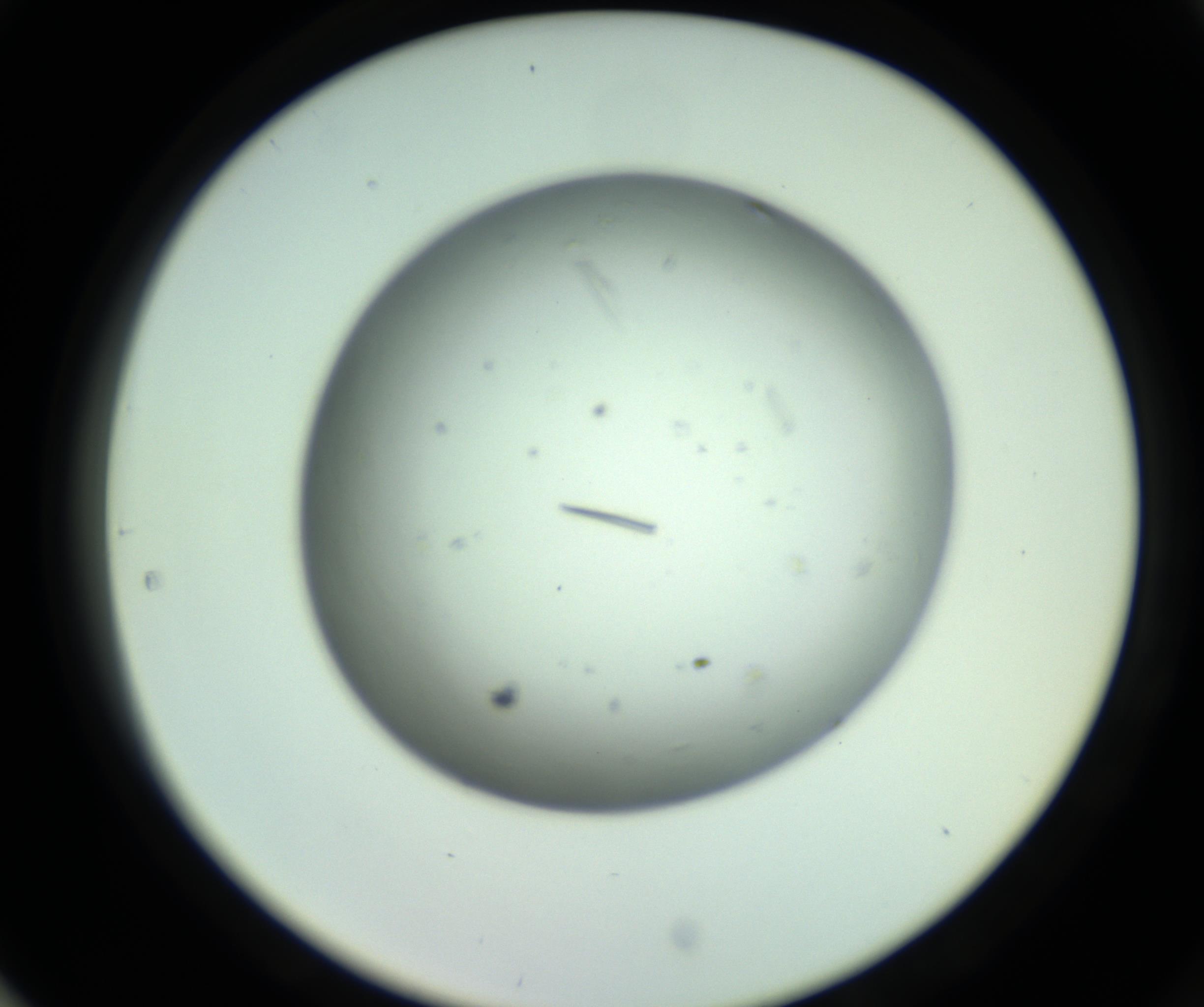 RI01_03_000_0212_Proj1_Clon1_MC_0000MC102643_012_161014_05_08_02_00_98_002_001_RAI.jpg