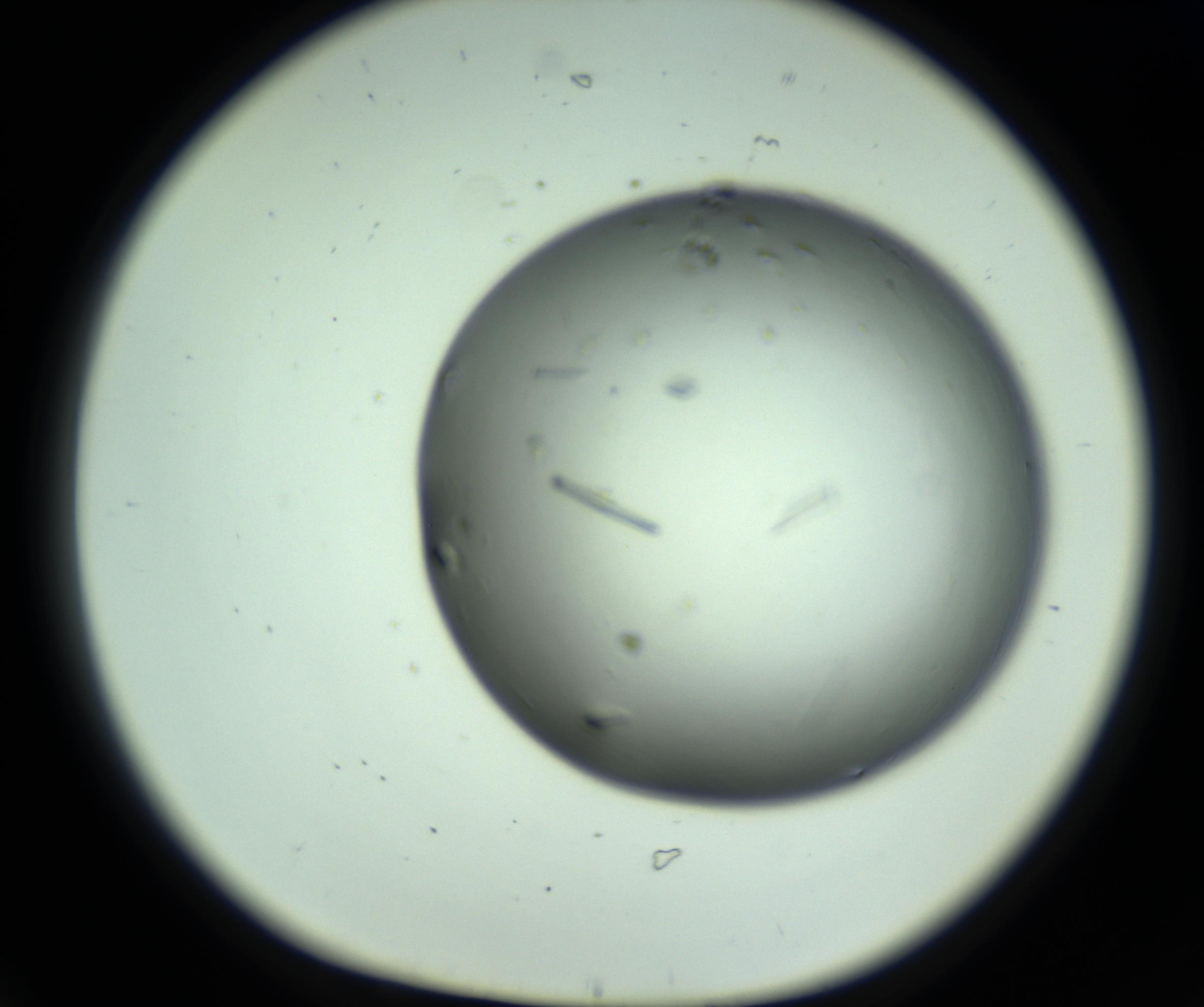 RI01_03_000_0212_Proj1_Clon1_MC_0000MC102643_012_161014_06_01_01_00_98_002_001_RAI.jpg