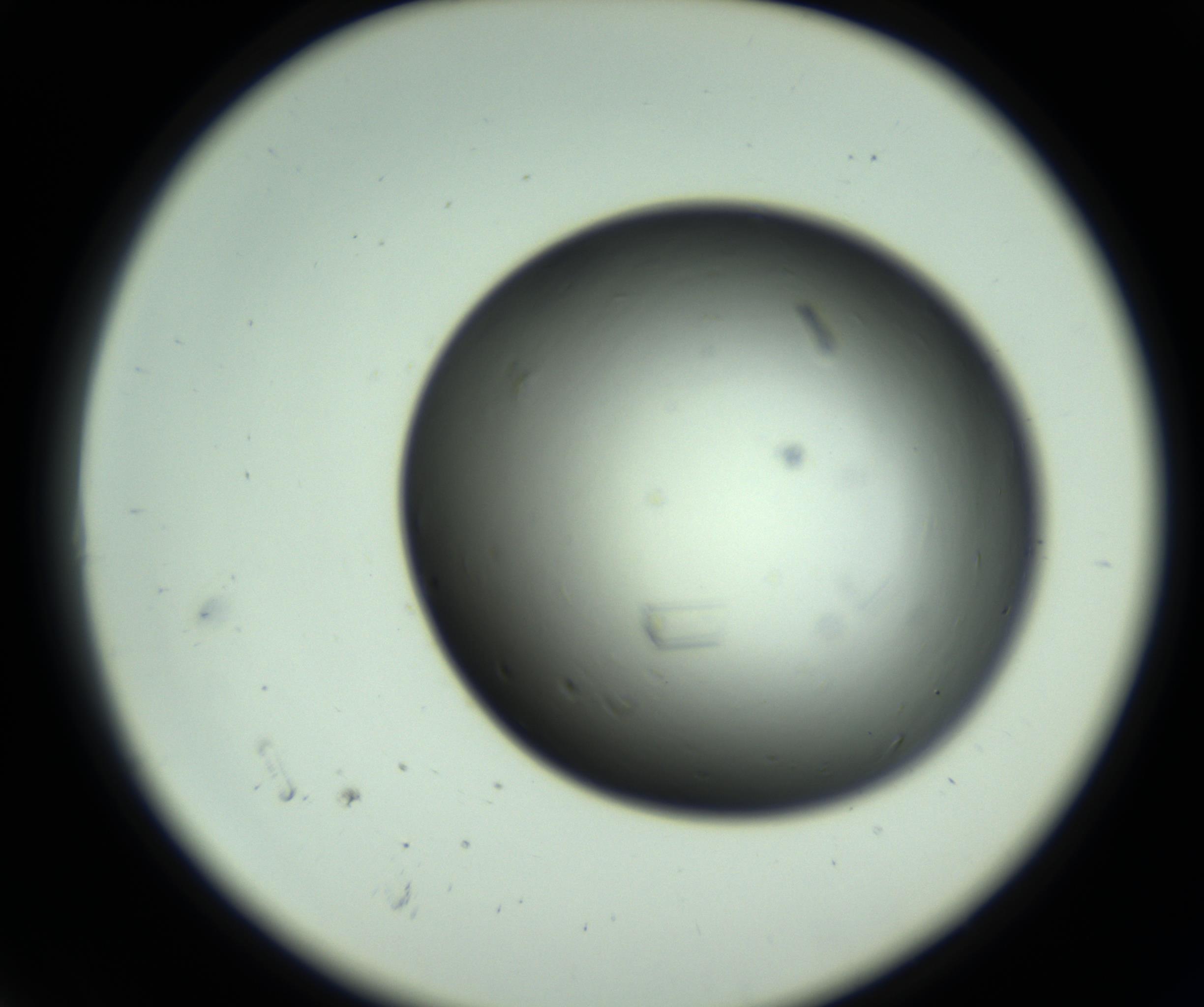 RI01_03_000_0212_Proj1_Clon1_MC_0000MC102643_012_161014_06_01_02_00_98_002_001_RAI.jpg