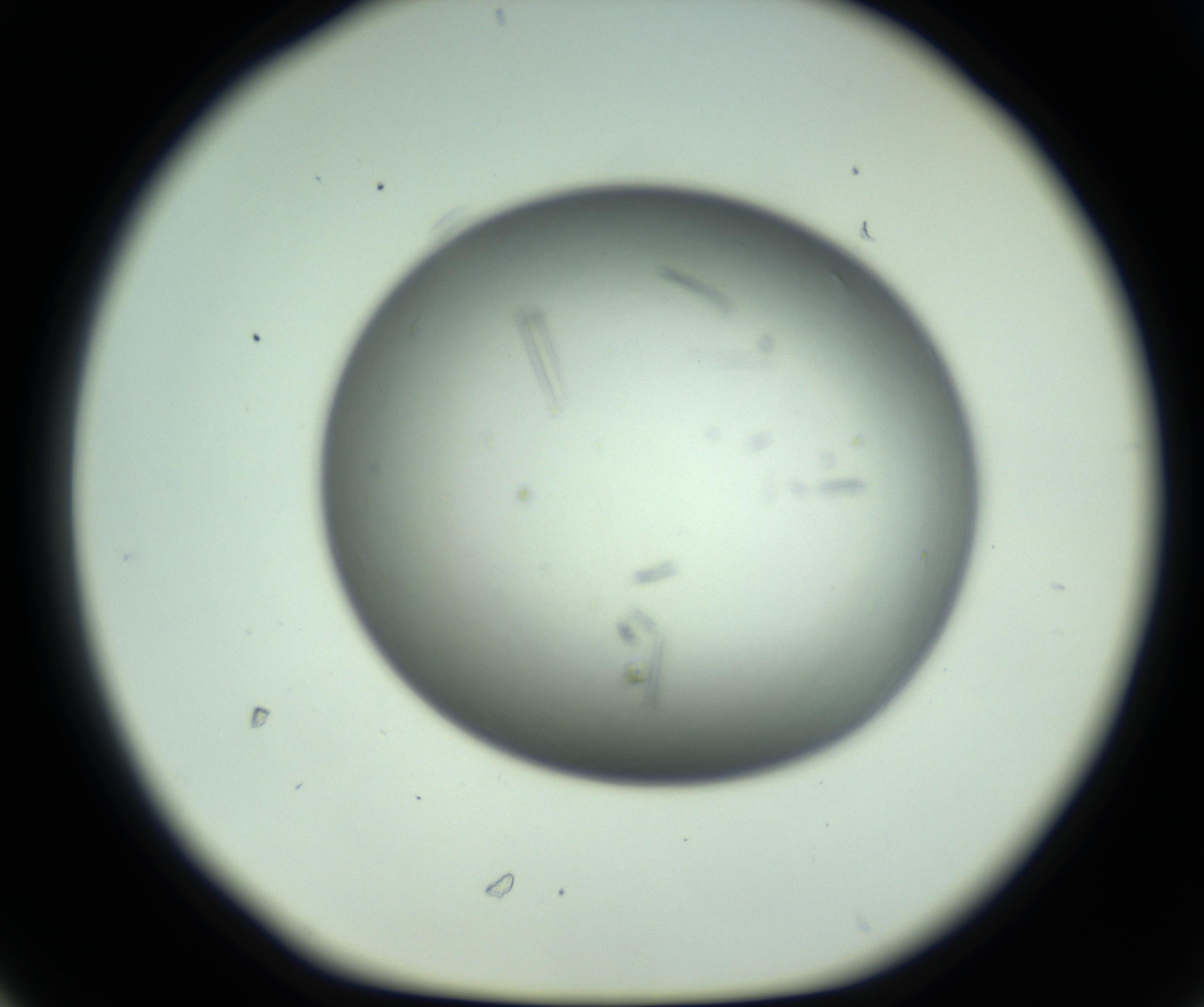 RI01_03_000_0212_Proj1_Clon1_MC_0000MC102643_012_161014_06_03_01_00_98_002_001_RAI.jpg
