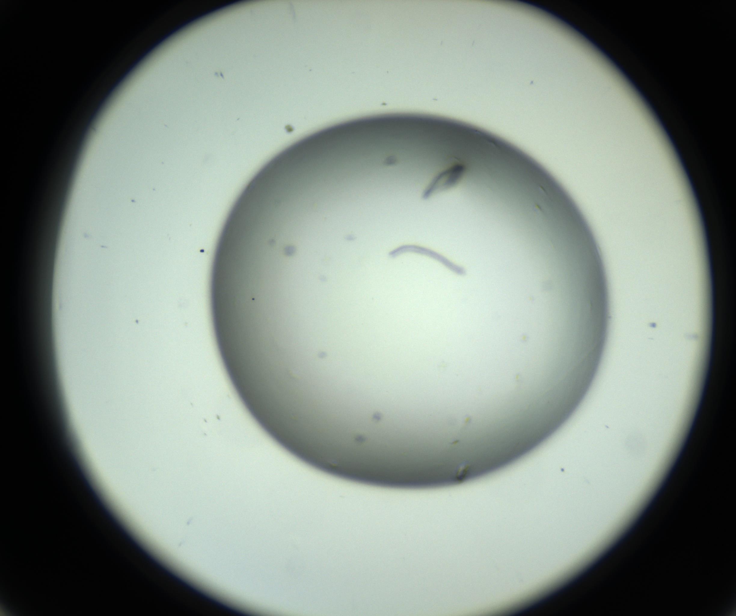 RI01_03_000_0212_Proj1_Clon1_MC_0000MC102643_012_161014_06_03_02_00_98_002_001_RAI.jpg