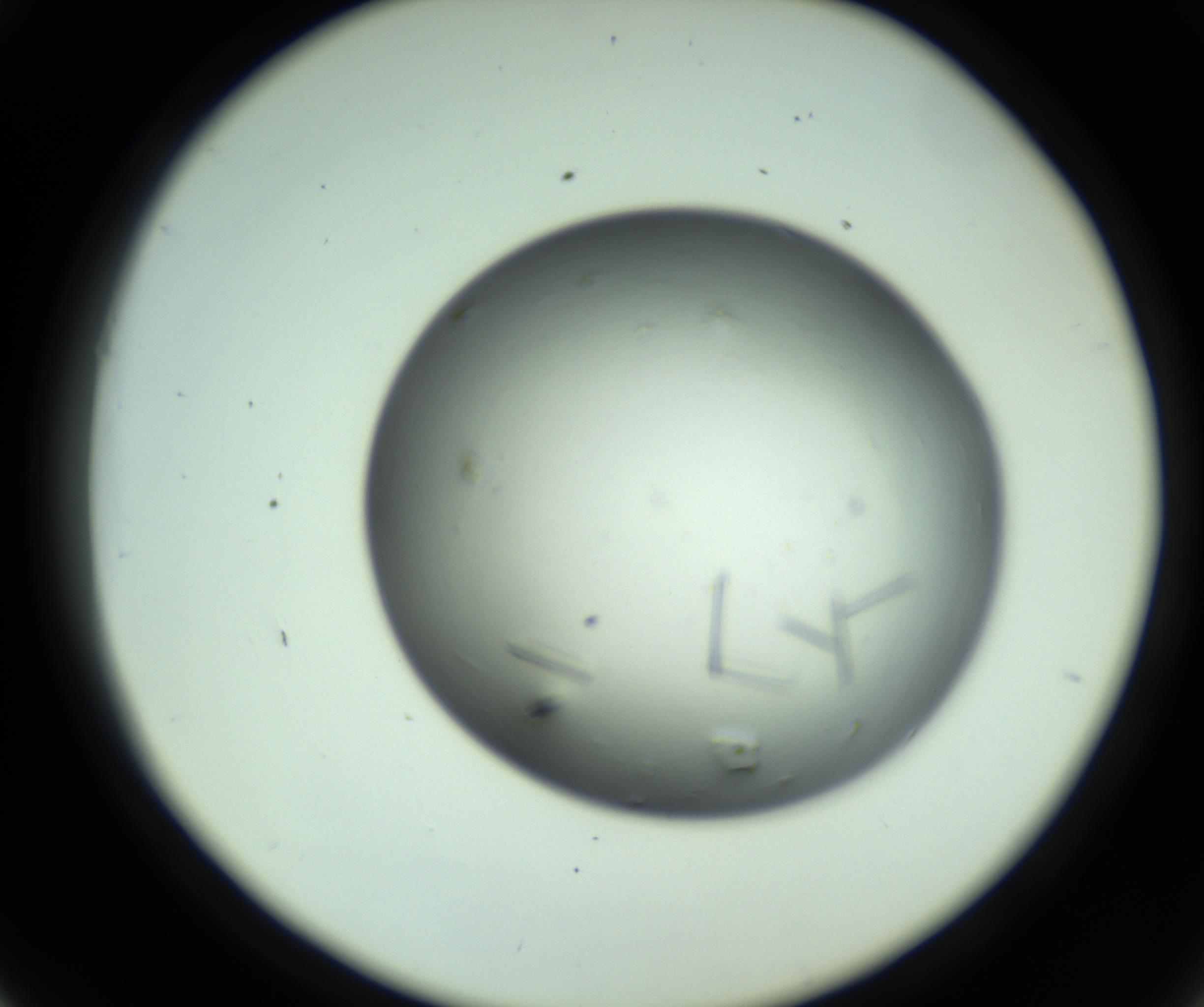 RI01_03_000_0212_Proj1_Clon1_MC_0000MC102643_012_161014_06_04_02_00_98_002_001_RAI.jpg