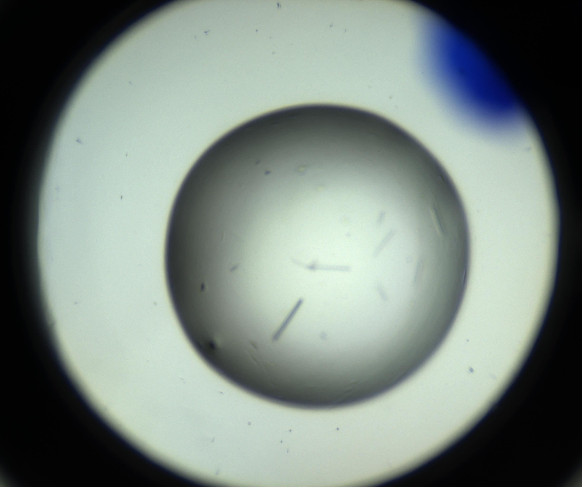 RI01_03_000_0212_Proj1_Clon1_MC_0000MC102643_012_161014_06_05_02_00_98_002_001_RAI.jpg