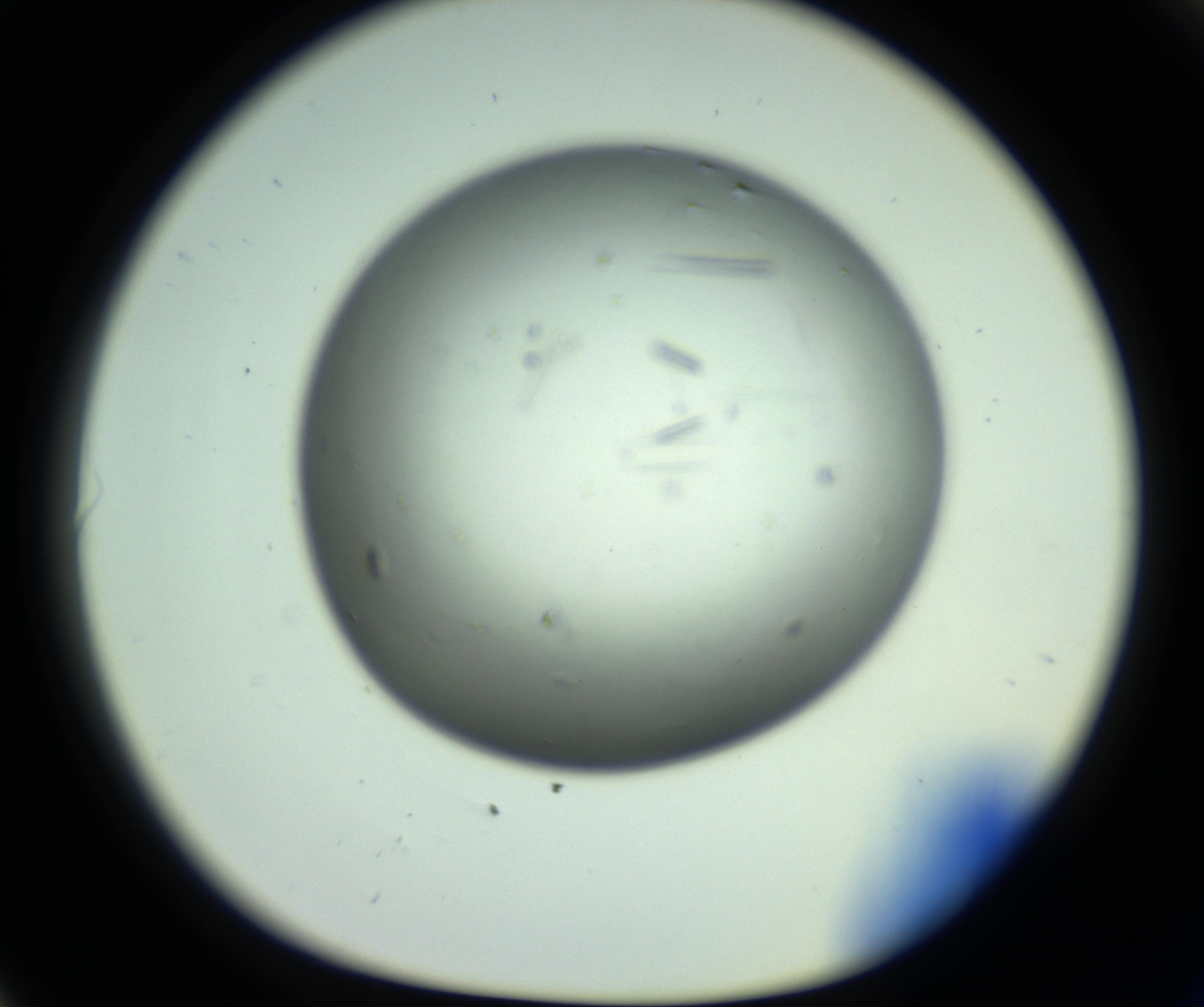 RI01_03_000_0212_Proj1_Clon1_MC_0000MC102643_012_161014_06_08_01_00_98_002_001_RAI.jpg
