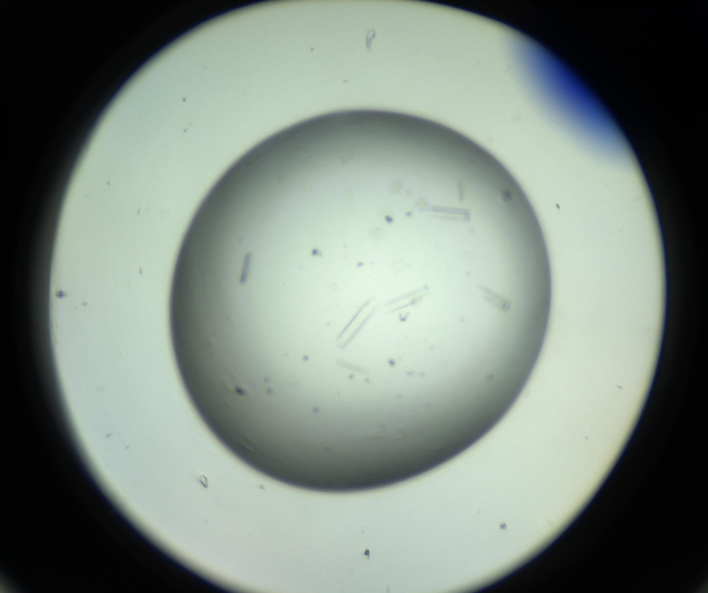 RI01_03_000_0212_Proj1_Clon1_MC_0000MC102643_012_161014_06_08_02_00_98_002_001_RAI.jpg