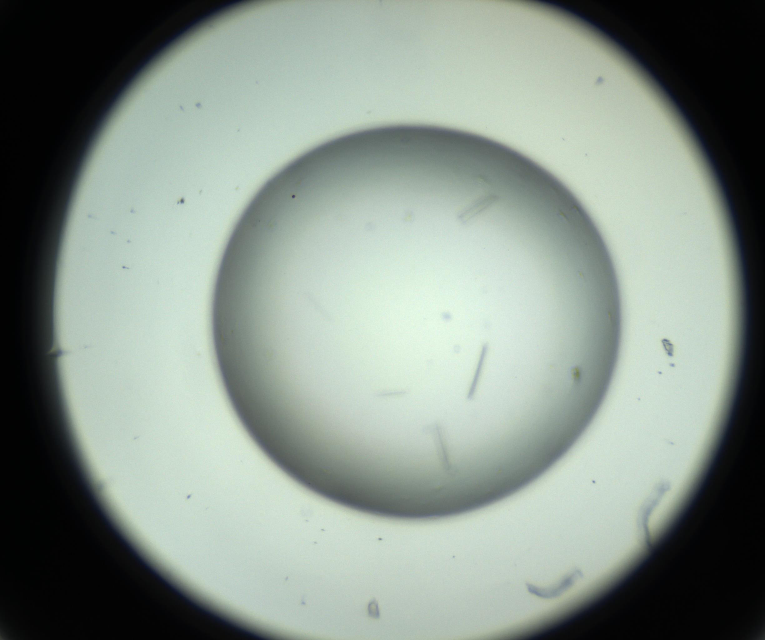 RI01_03_000_0212_Proj1_Clon1_MC_0000MC102643_012_161014_07_03_02_00_98_002_001_RAI.jpg