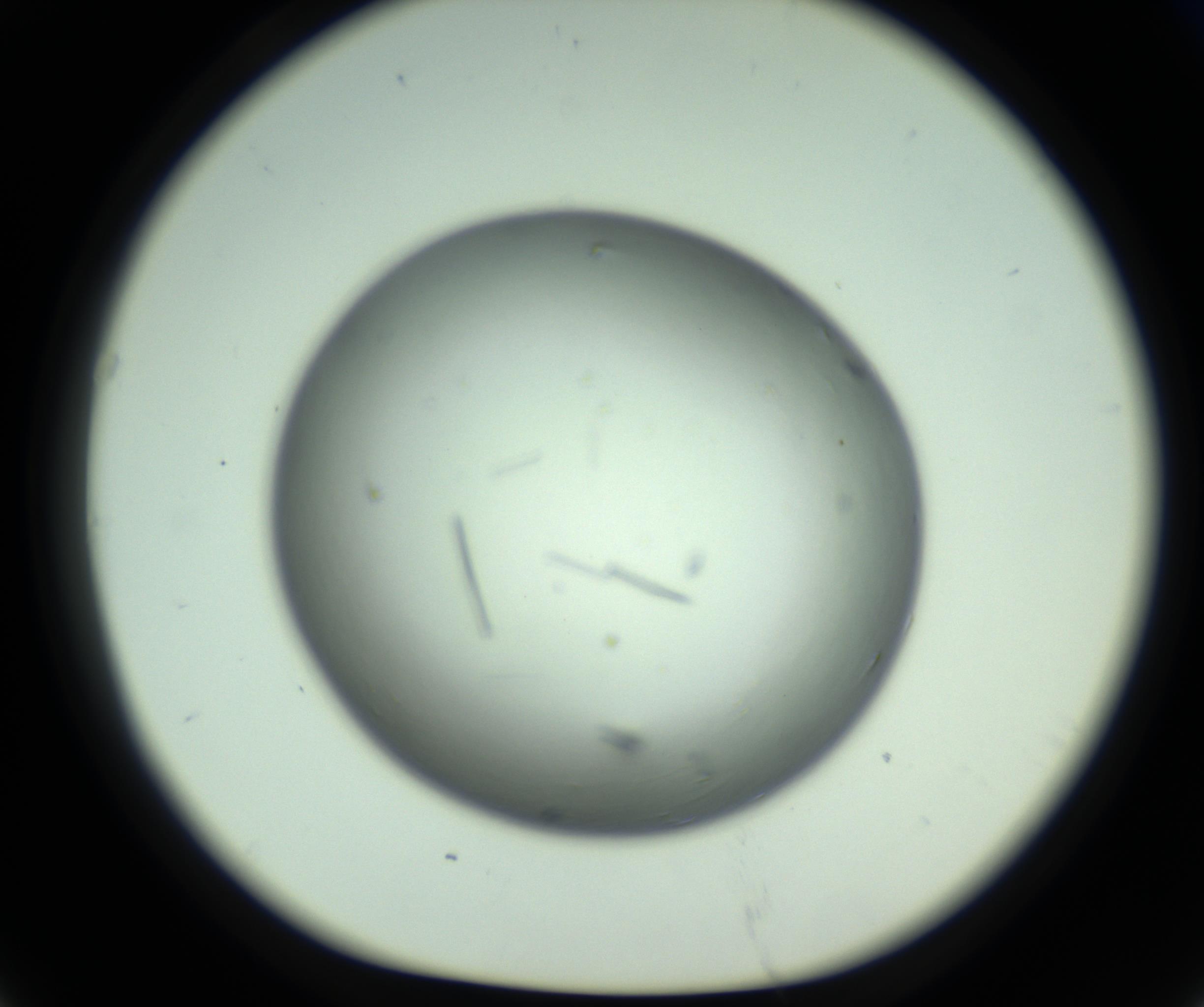 RI01_03_000_0212_Proj1_Clon1_MC_0000MC102643_012_161014_07_06_01_00_98_002_001_RAI.jpg