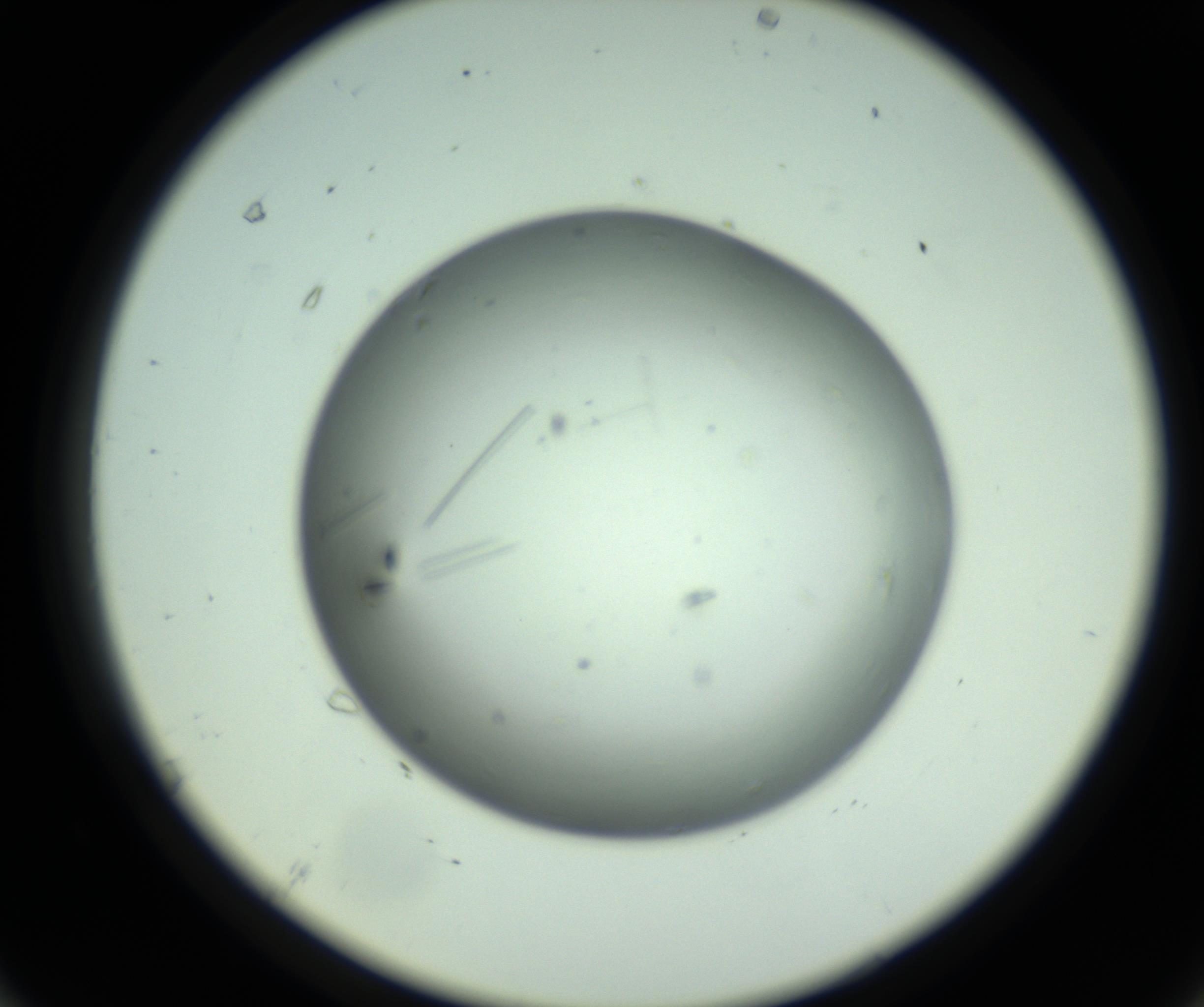 RI01_03_000_0212_Proj1_Clon1_MC_0000MC102643_012_161014_07_06_02_00_98_002_001_RAI.jpg