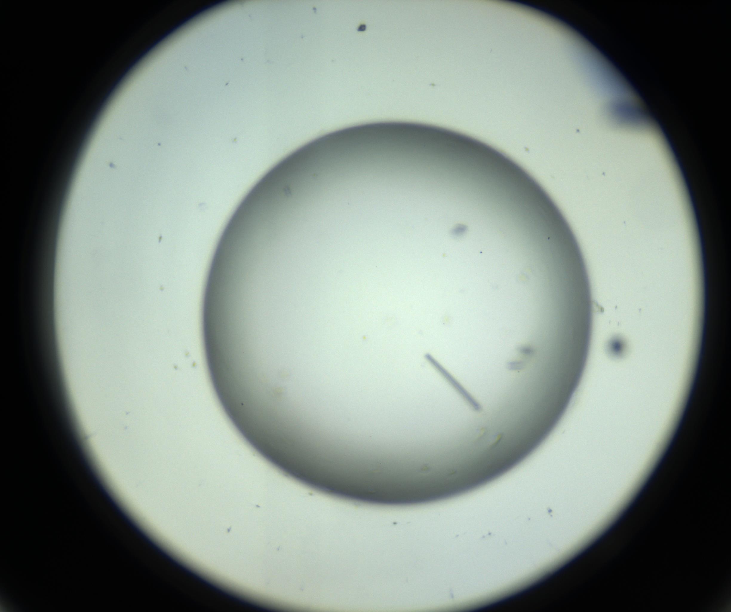 RI01_03_000_0212_Proj1_Clon1_MC_0000MC102643_012_161014_08_05_02_00_98_002_001_RAI.jpg
