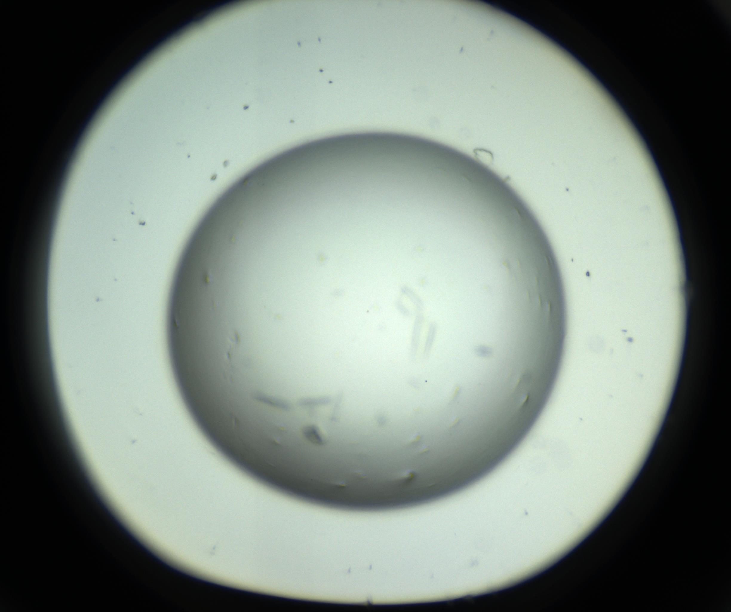 RI01_03_000_0212_Proj1_Clon1_MC_0000MC102643_012_161014_08_07_01_00_98_002_001_RAI.jpg