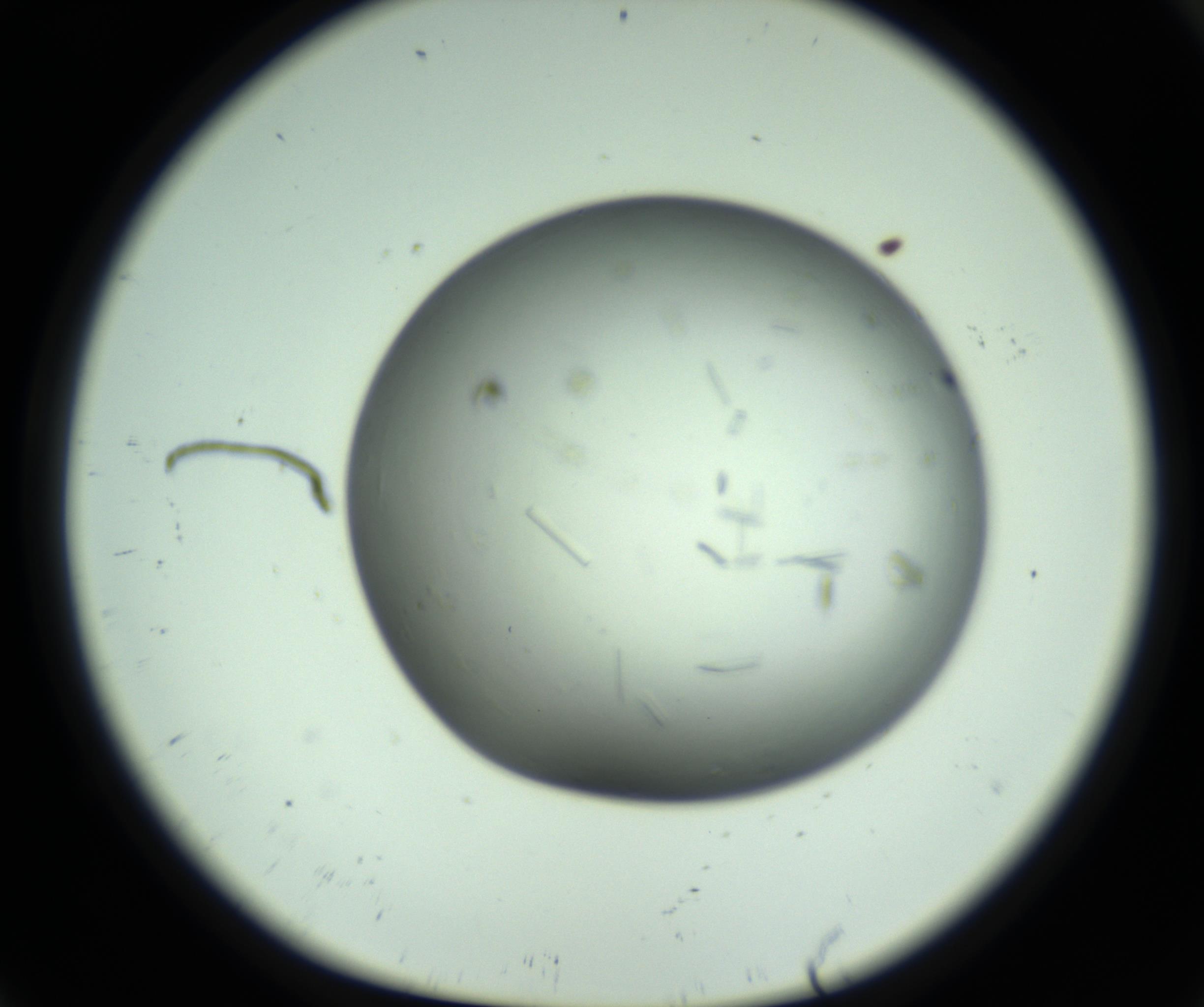 RI01_03_000_0212_Proj1_Clon1_MC_0000MC102643_012_161014_09_01_01_00_98_002_001_RAI.jpg