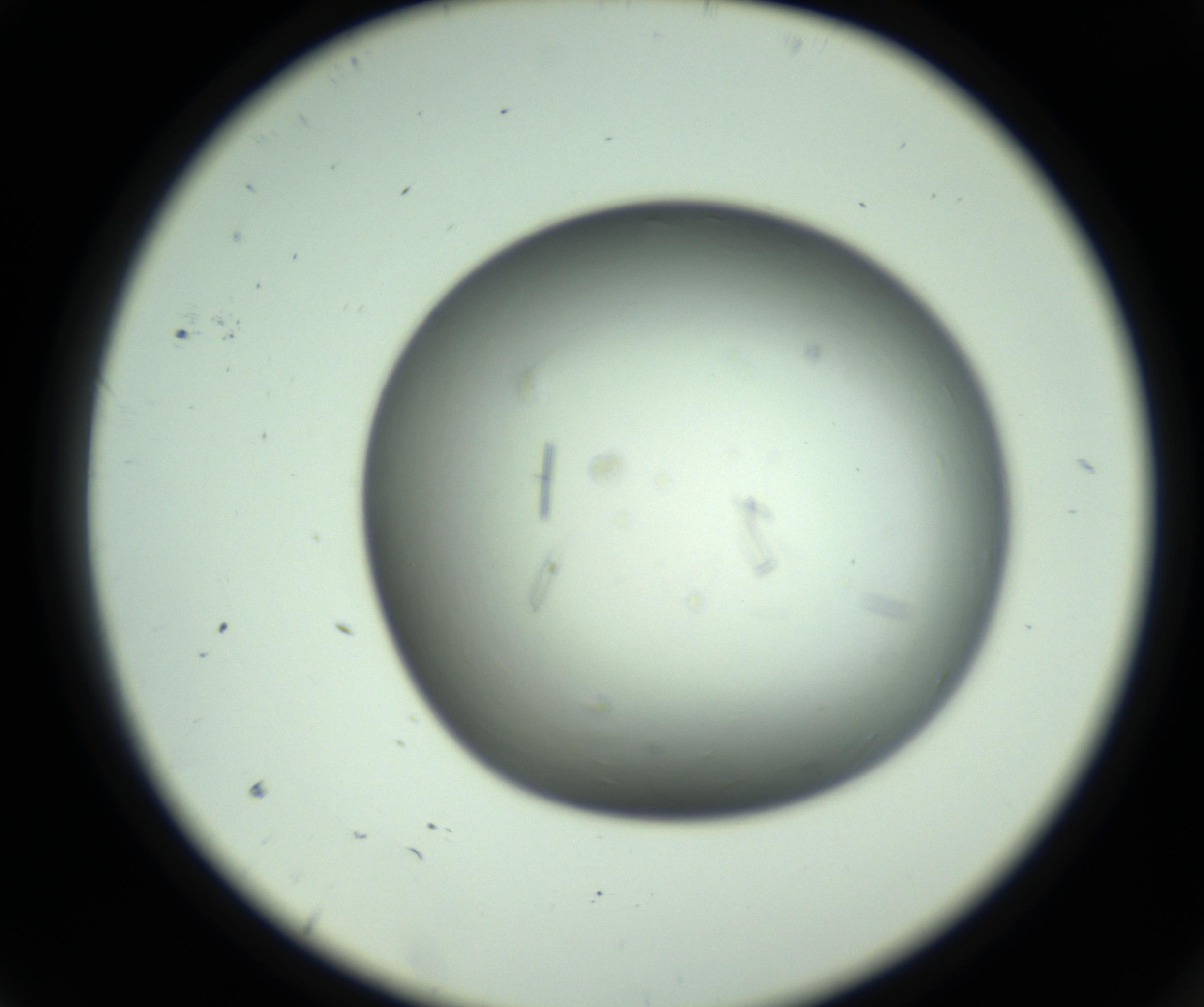 RI01_03_000_0212_Proj1_Clon1_MC_0000MC102643_012_161014_09_01_02_00_98_002_001_RAI.jpg