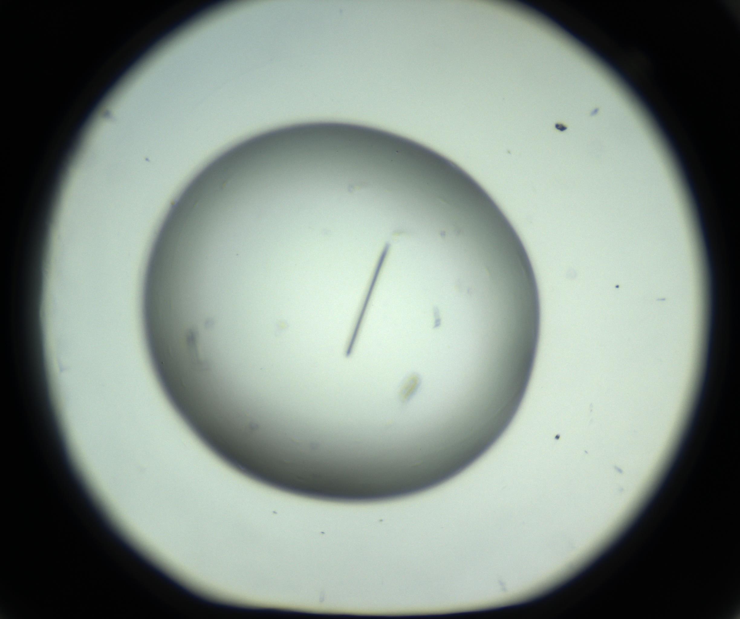RI01_03_000_0212_Proj1_Clon1_MC_0000MC102643_012_161014_09_06_01_00_98_002_001_RAI.jpg