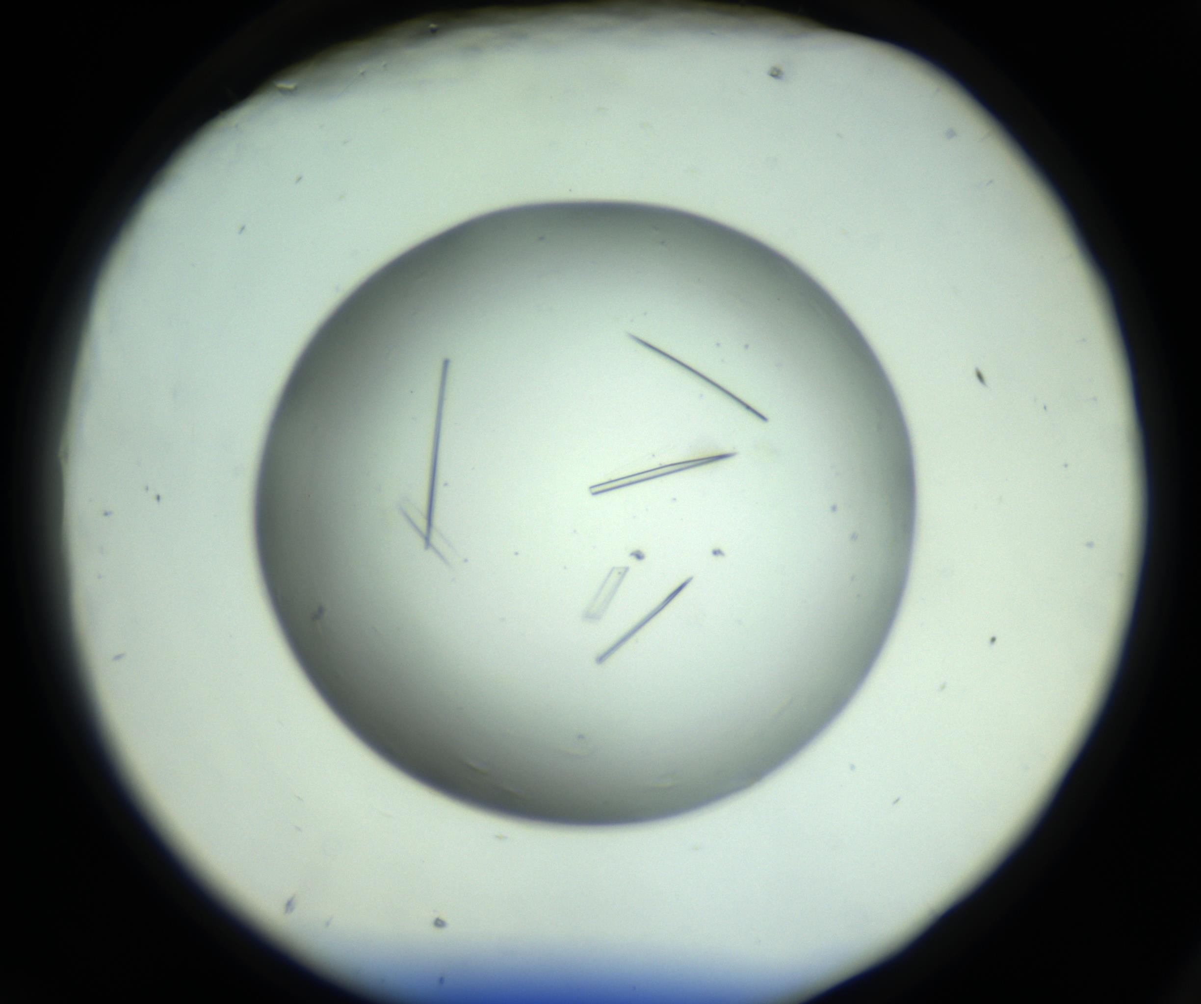 RI01_03_000_0212_Proj1_Clon1_MC_0000MC102643_012_161014_09_07_02_00_98_002_001_RAI.jpg
