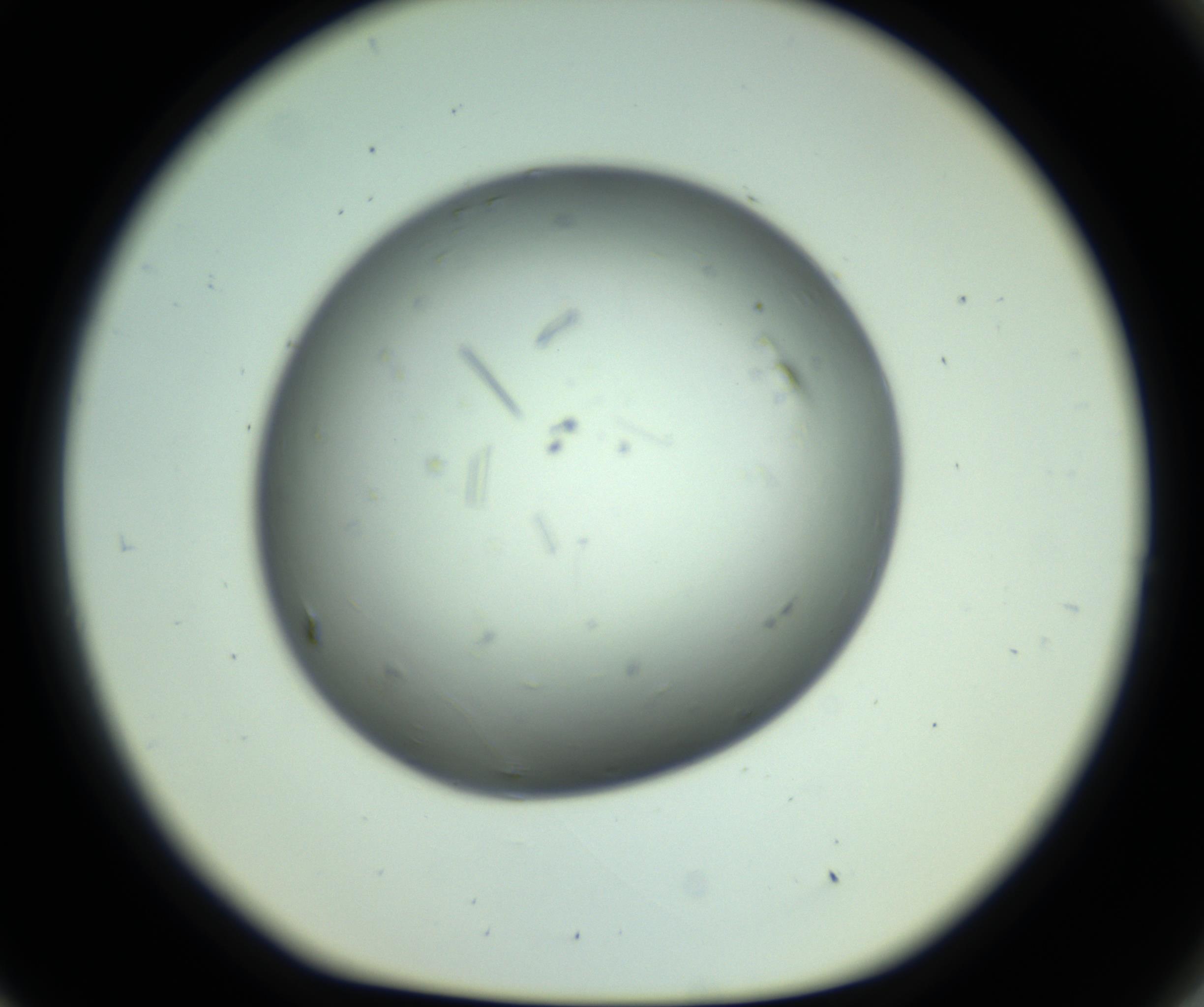 RI01_03_000_0212_Proj1_Clon1_MC_0000MC102643_012_161014_09_08_01_00_98_002_001_RAI.jpg