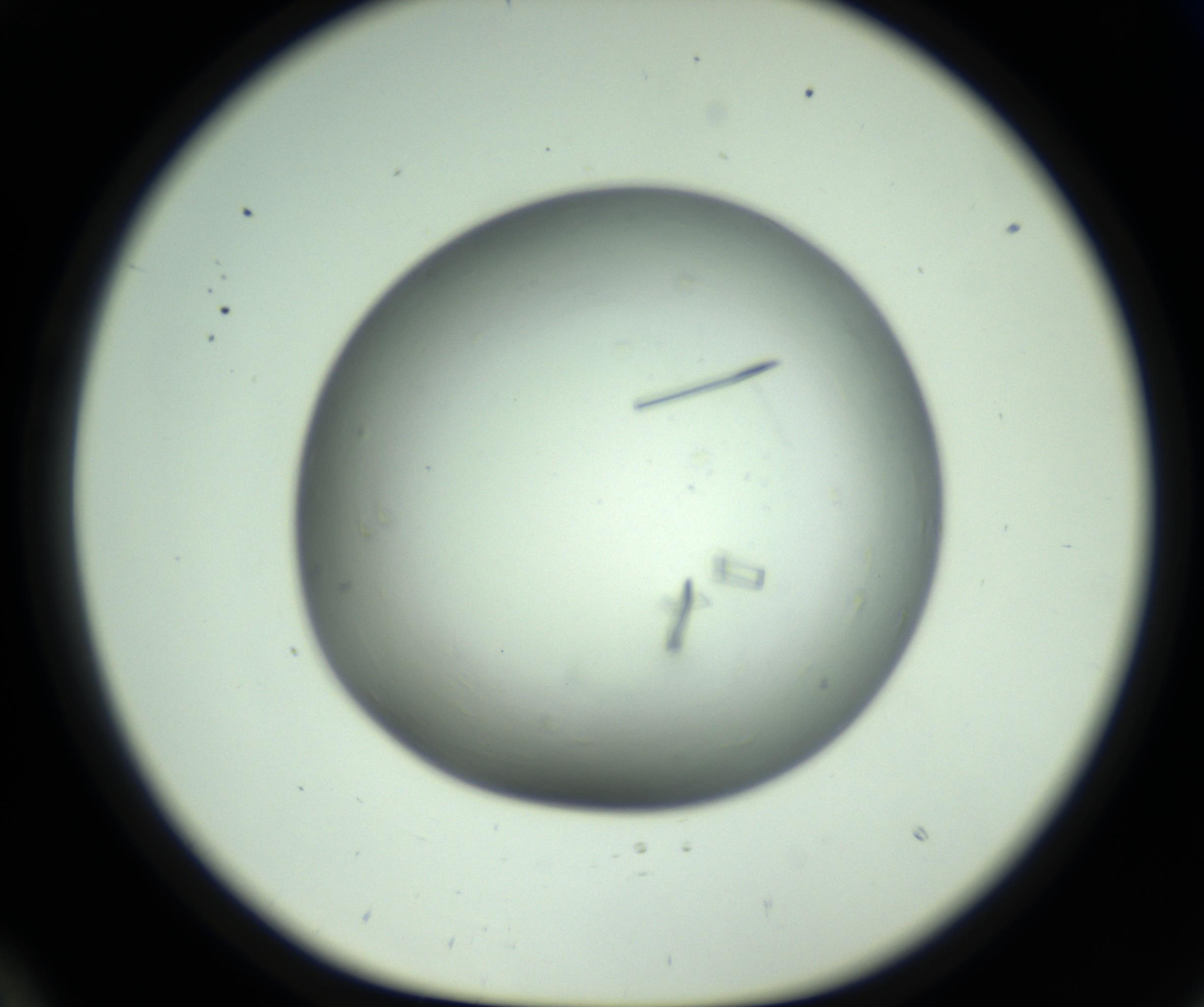 RI01_03_000_0212_Proj1_Clon1_MC_0000MC102643_012_161014_10_02_01_00_98_002_001_RAI.jpg