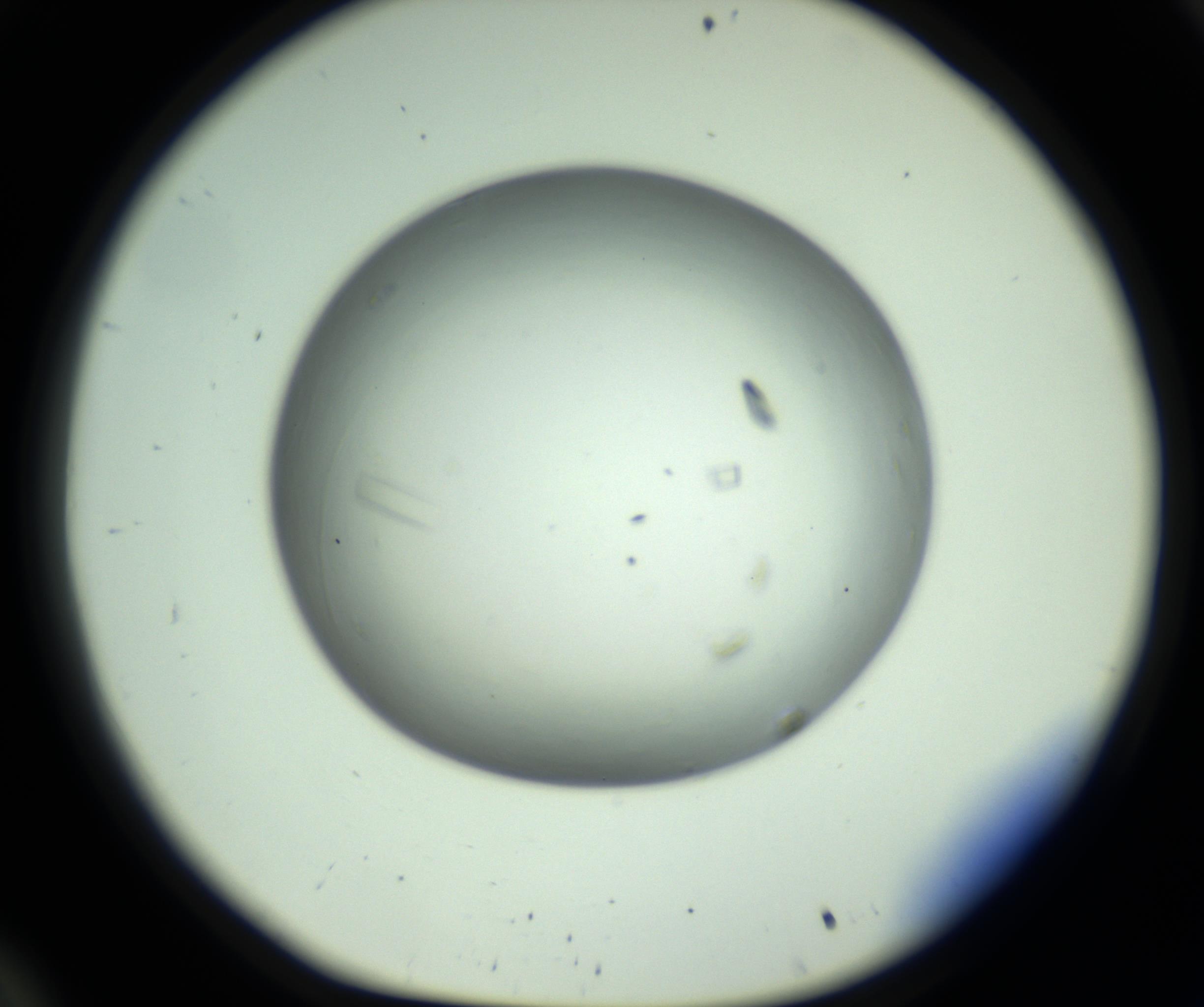 RI01_03_000_0212_Proj1_Clon1_MC_0000MC102643_012_161014_10_03_01_00_98_002_001_RAI.jpg