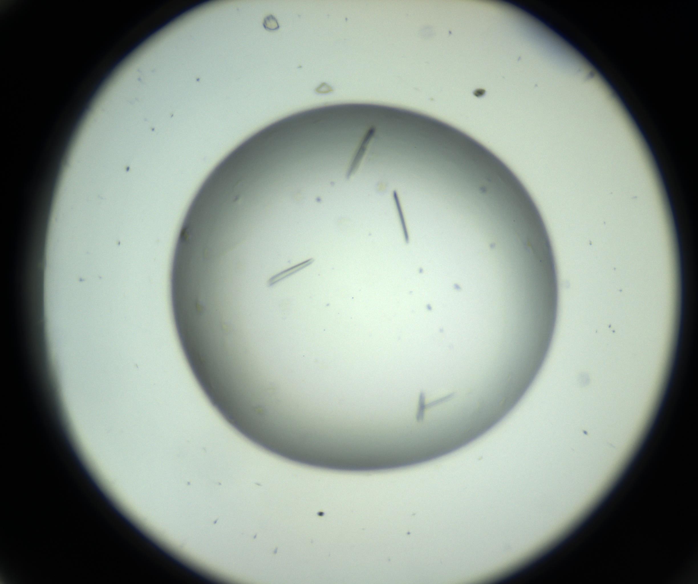 RI01_03_000_0212_Proj1_Clon1_MC_0000MC102643_012_161014_10_03_02_00_98_002_001_RAI.jpg