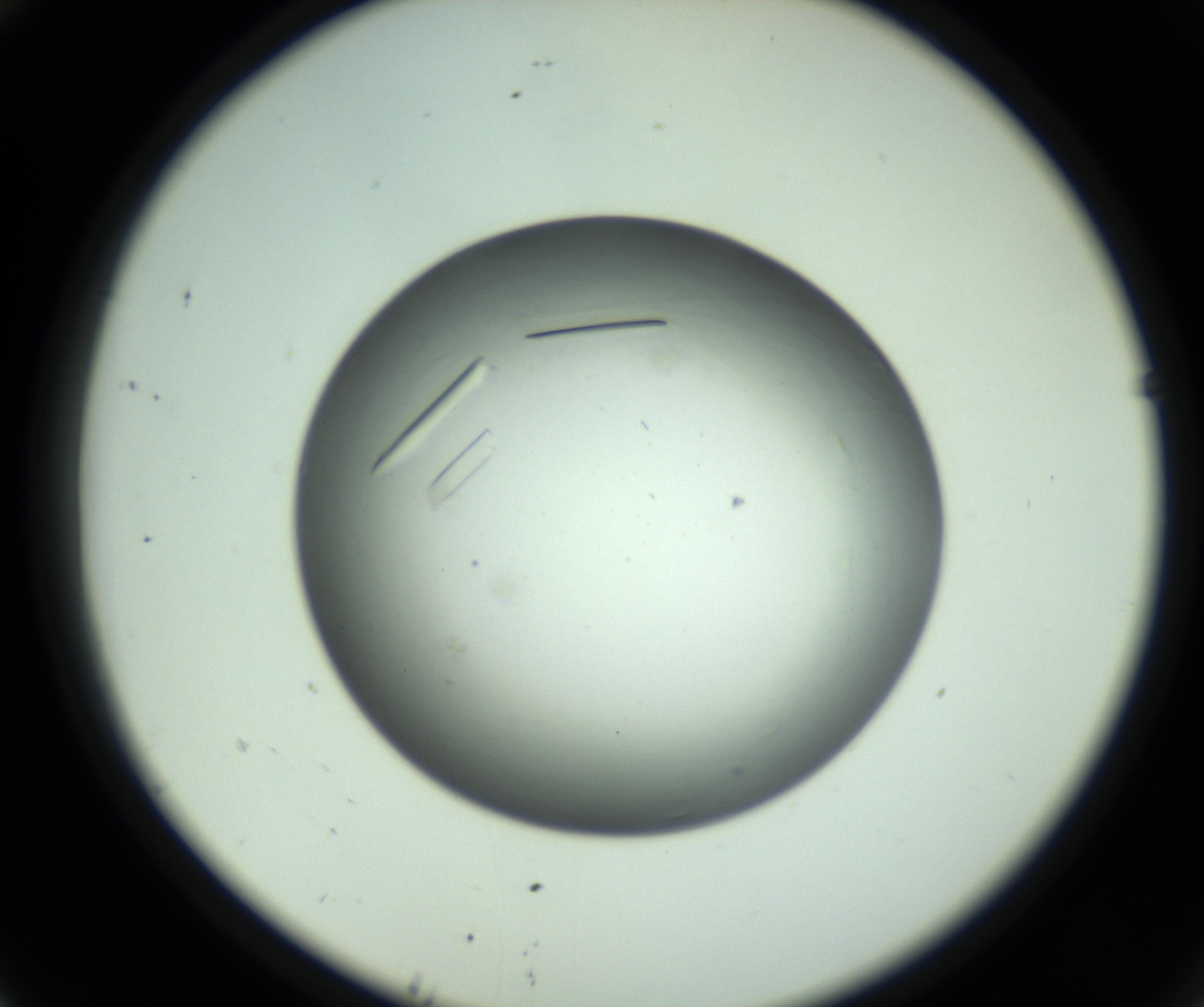 RI01_03_000_0212_Proj1_Clon1_MC_0000MC102643_012_161014_10_04_02_00_98_002_001_RAI.jpg
