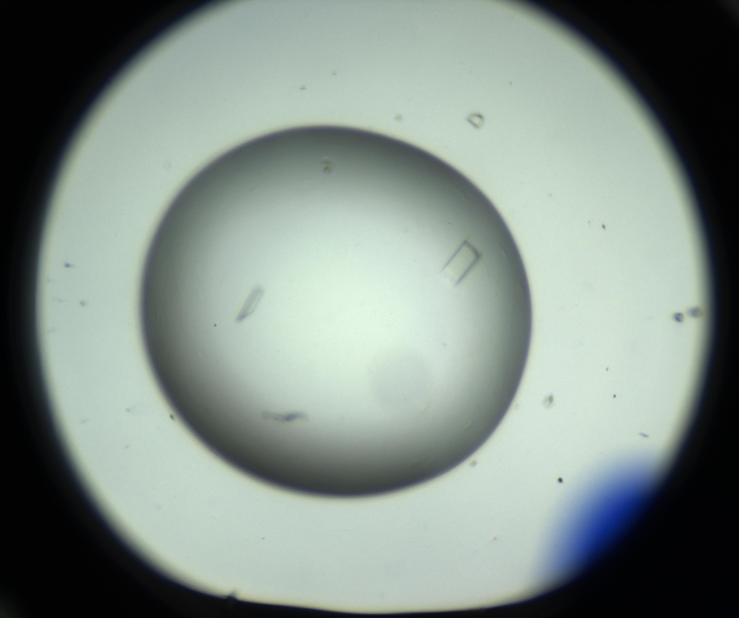 RI01_03_000_0212_Proj1_Clon1_MC_0000MC102643_012_161014_10_06_01_00_98_002_001_RAI.jpg