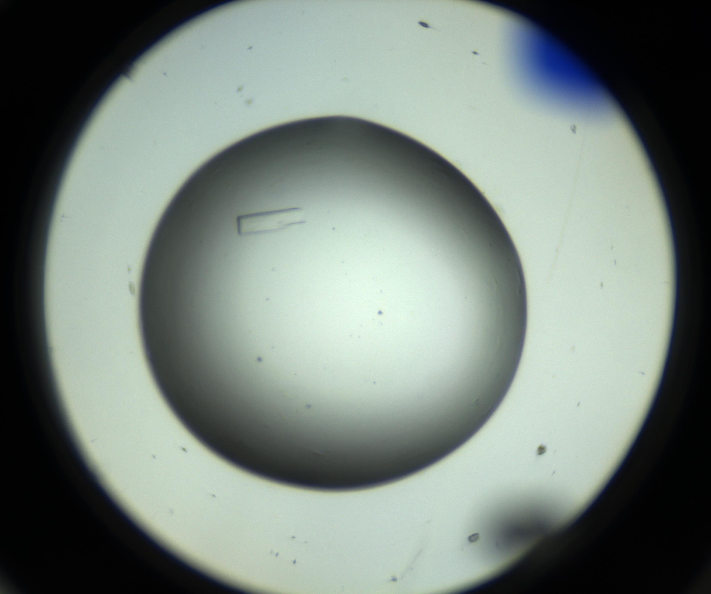 RI01_03_000_0212_Proj1_Clon1_MC_0000MC102643_012_161014_10_06_02_00_98_002_001_RAI.jpg
