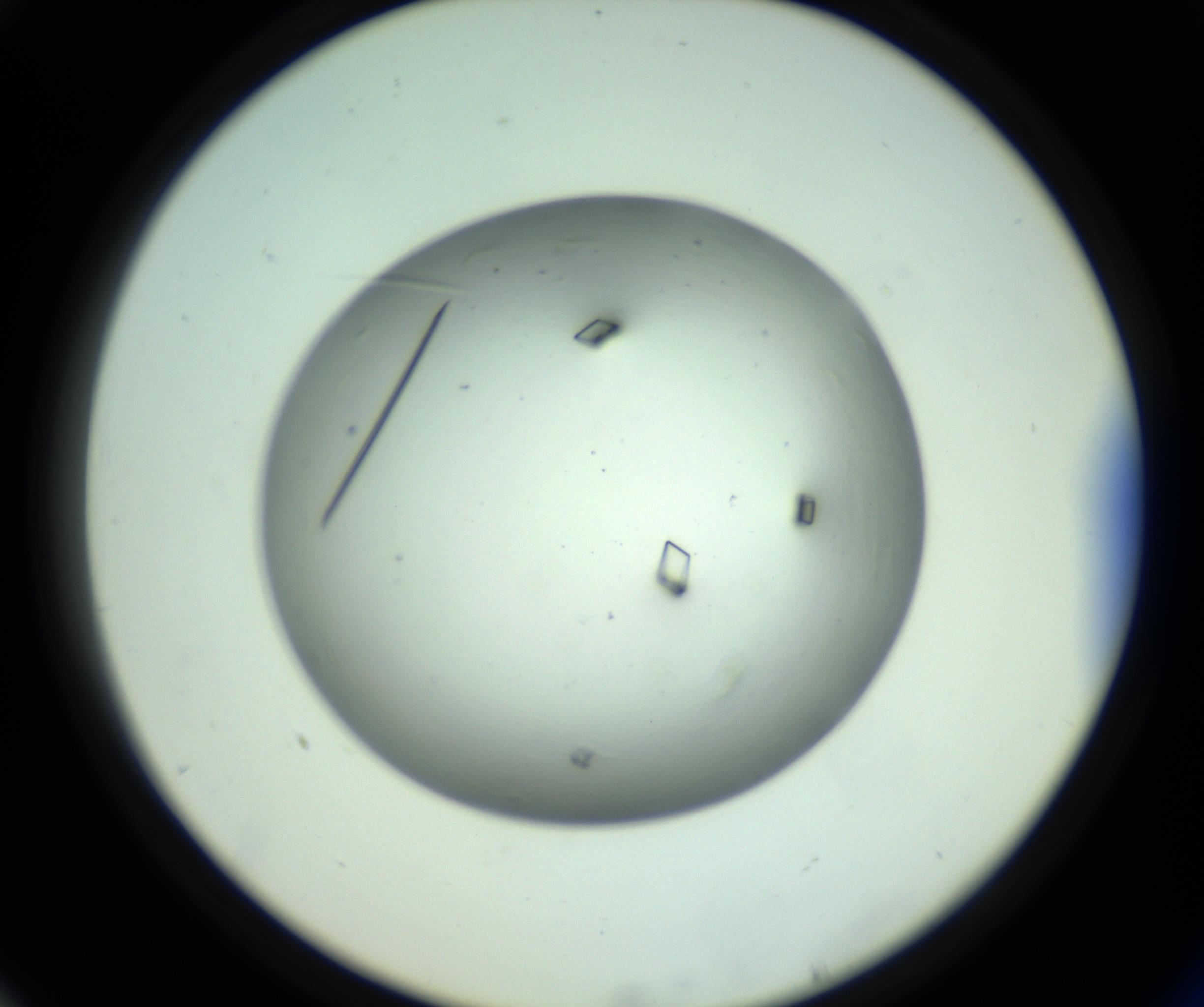 RI01_03_000_0212_Proj1_Clon1_MC_0000MC102643_012_161014_10_07_02_00_98_002_001_RAI.jpg