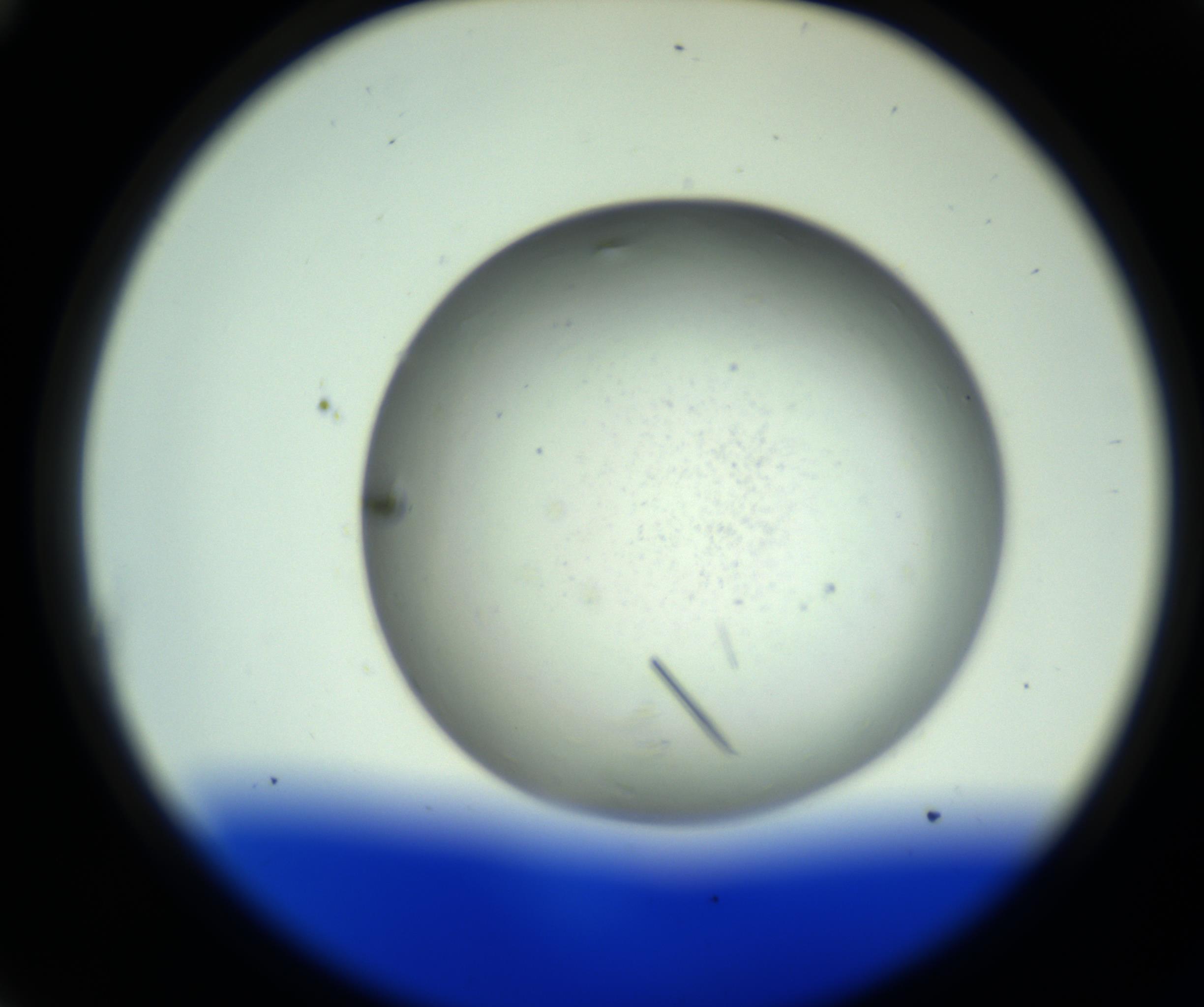 RI01_03_000_0212_Proj1_Clon1_MC_0000MC102643_012_161014_11_01_02_00_98_002_001_RAI.jpg
