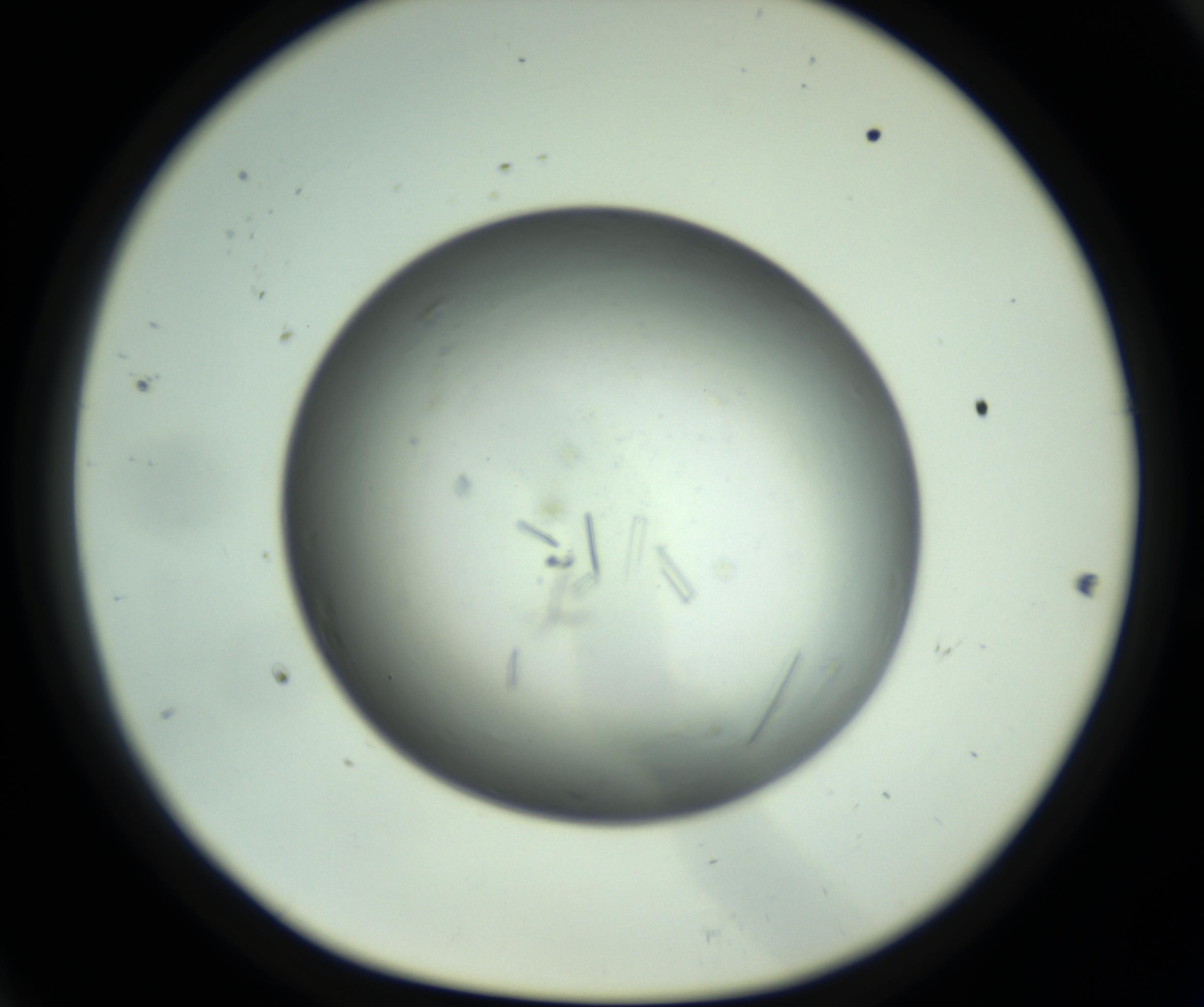 RI01_03_000_0212_Proj1_Clon1_MC_0000MC102643_012_161014_11_04_01_00_98_002_001_RAI.jpg